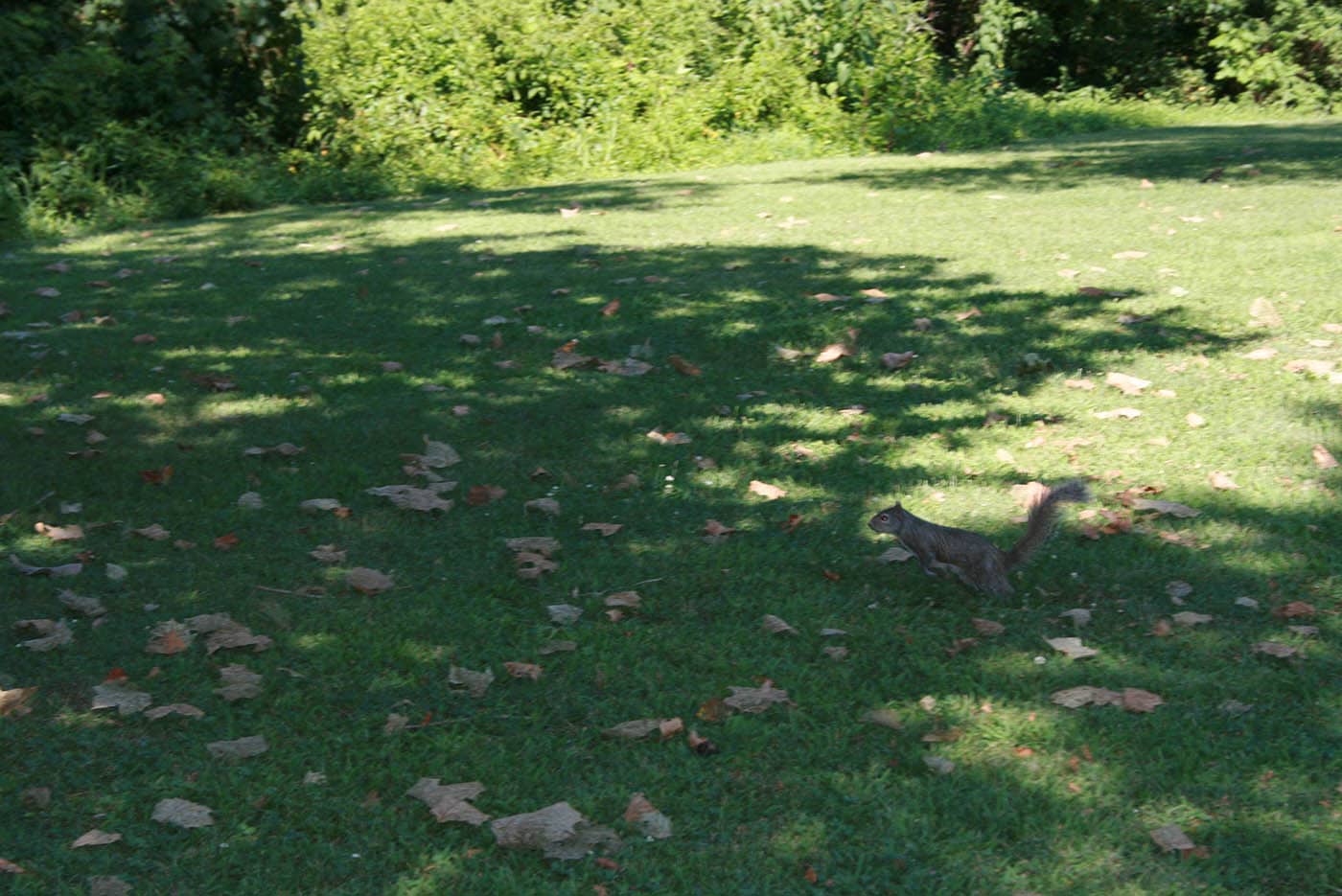 Squirrels in Olney, Illinois: Home of the White Squirrels