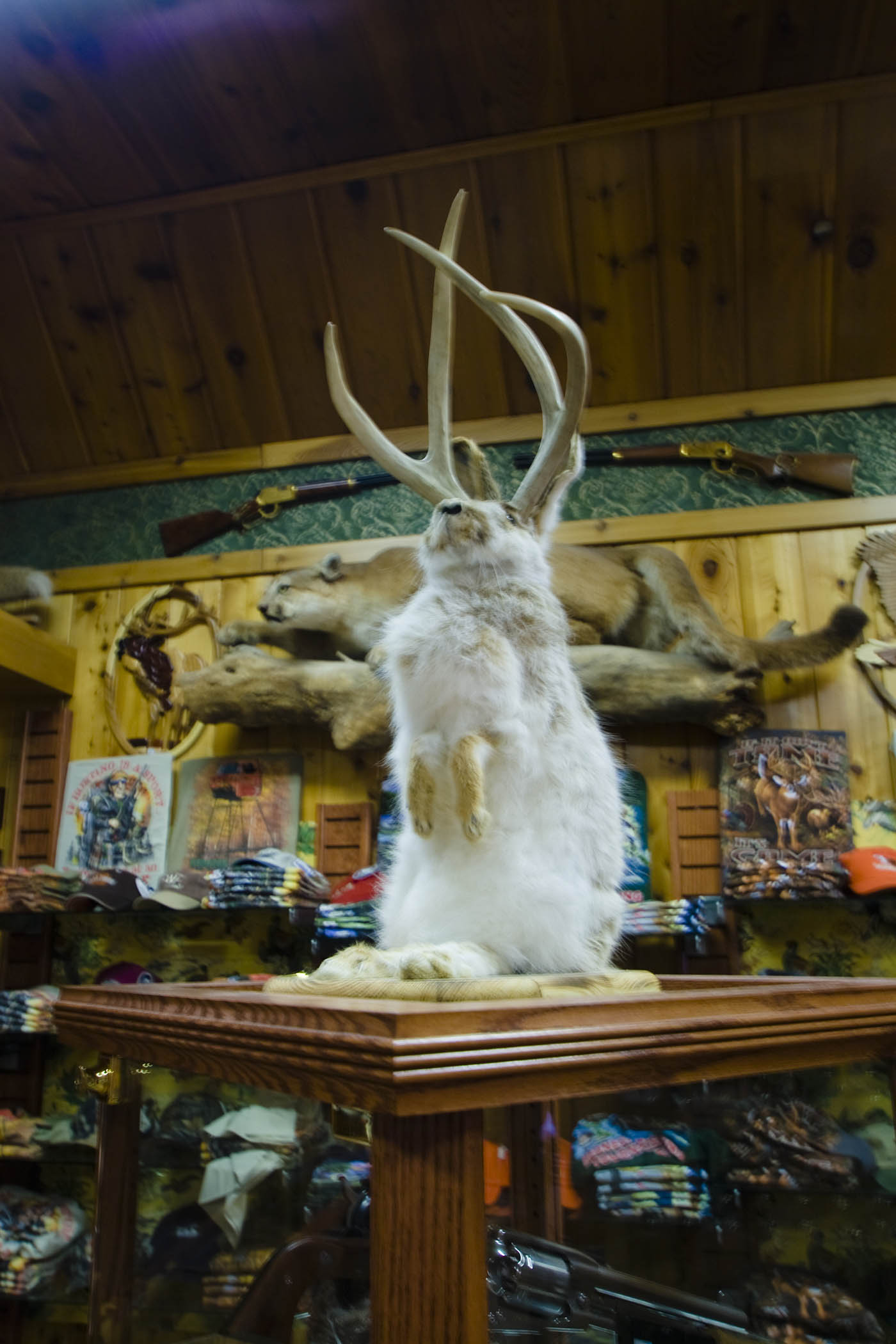 Stuffed Jackalope at Wall Drug Store in Wall, South Dakota