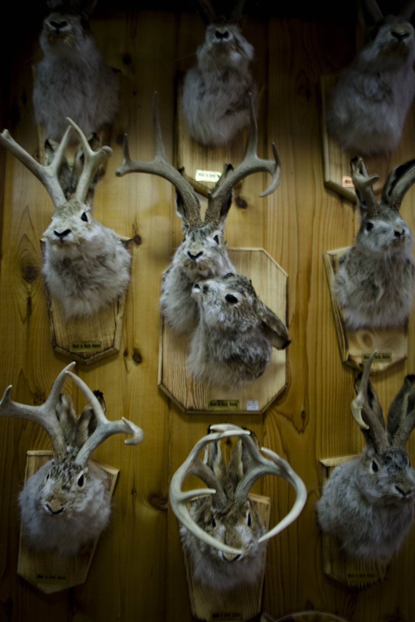 Stuffed Jackalope at Wall Drug Store in Wall, South Dakota