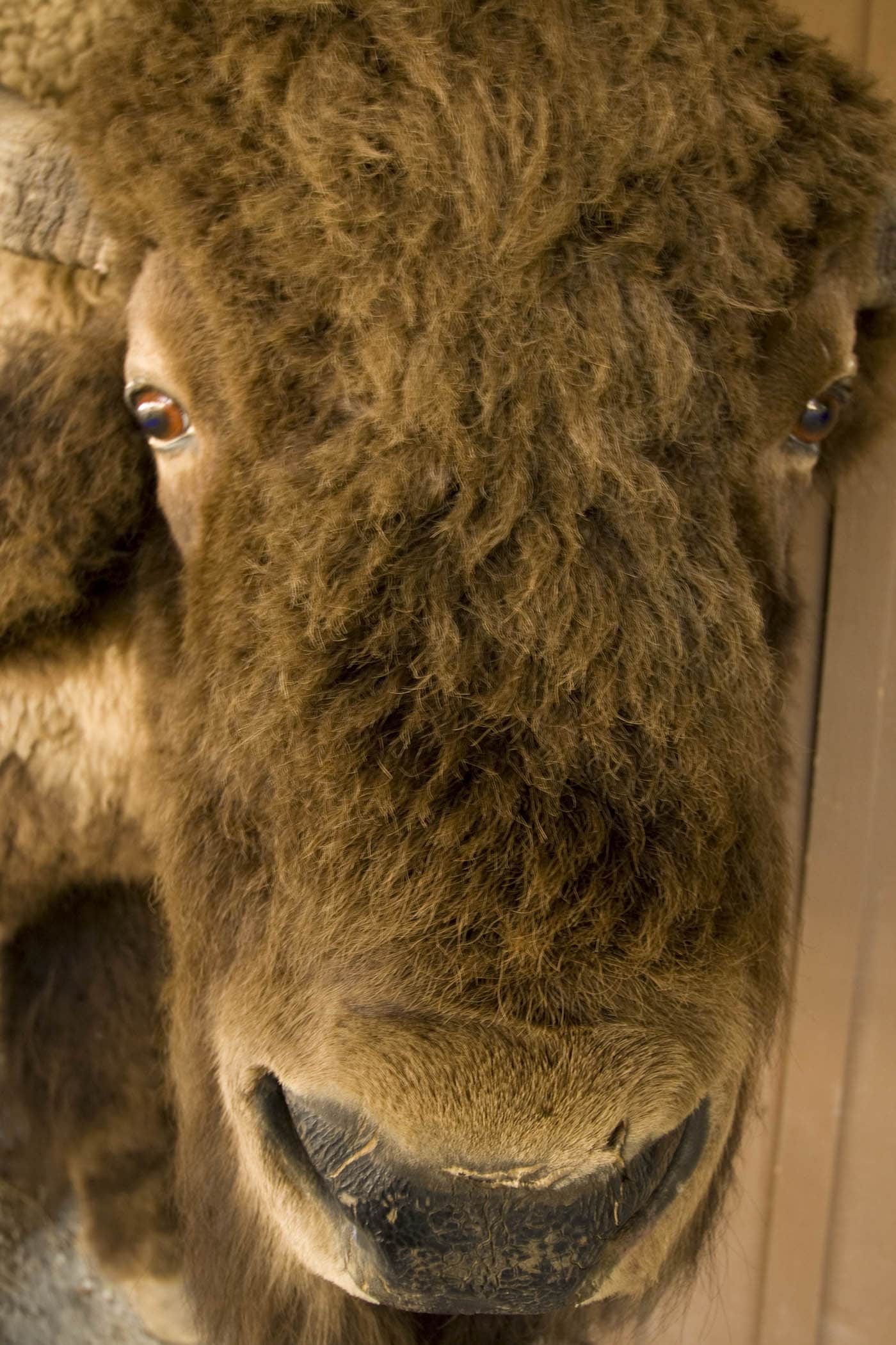 Buffalo at Wall Drug Store in Wall, South Dakota