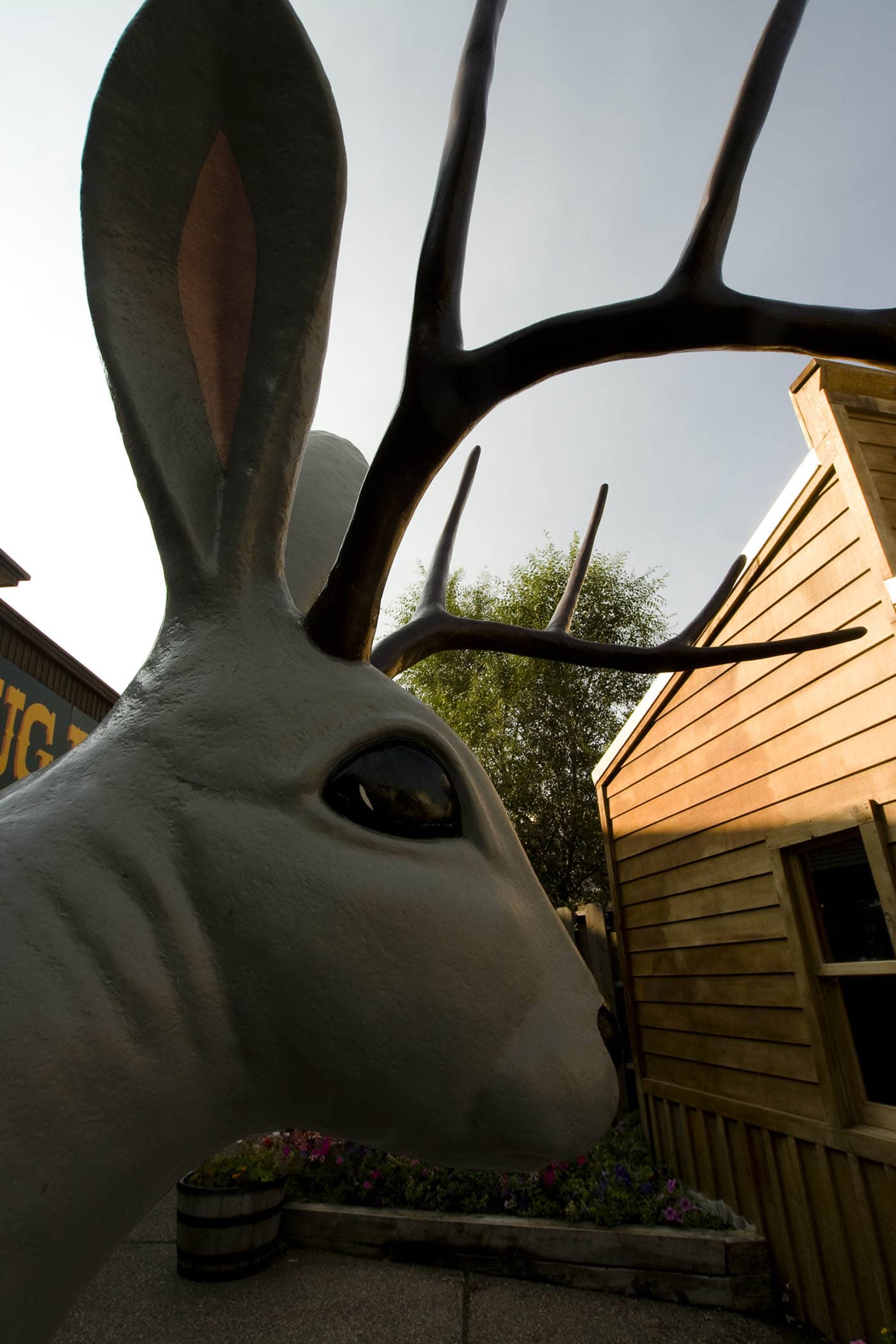Ride the Jackalope at Wall Drug Store in Wall, South Dakota