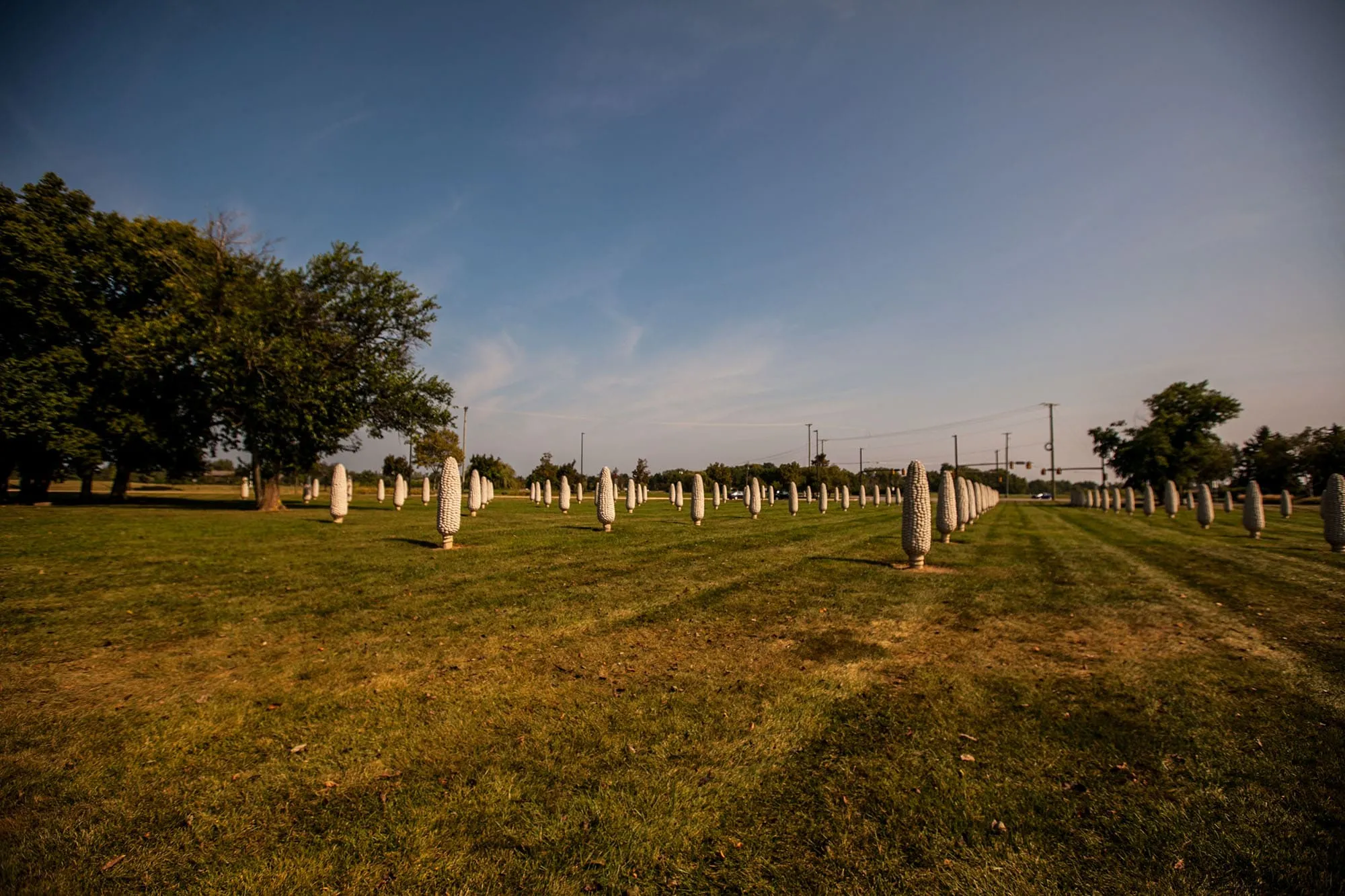 Field of Giant Corn Cobs in Dublin, Ohio