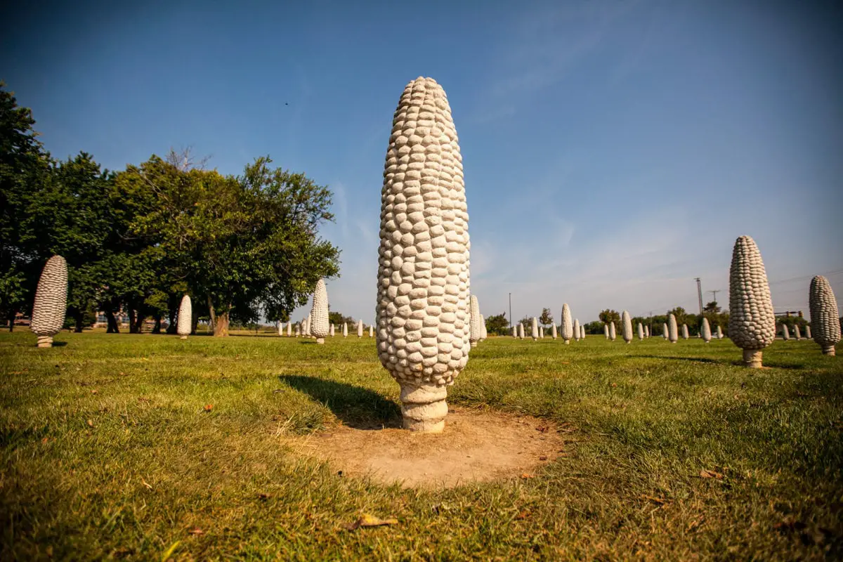 Field of Giant Corn Cobs in Dublin, Ohio