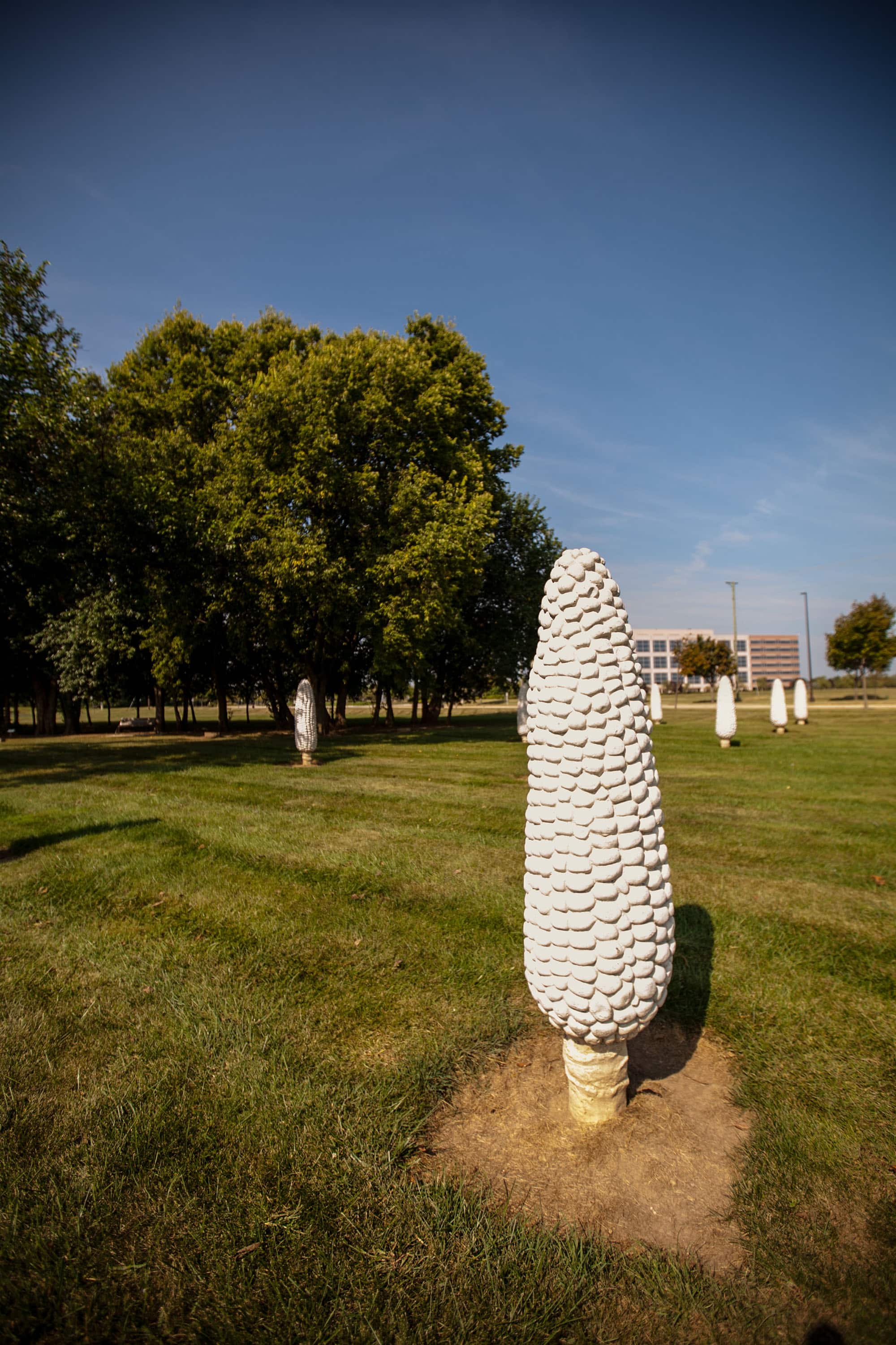 Field of Giant Corn Cobs in Dublin, Ohio