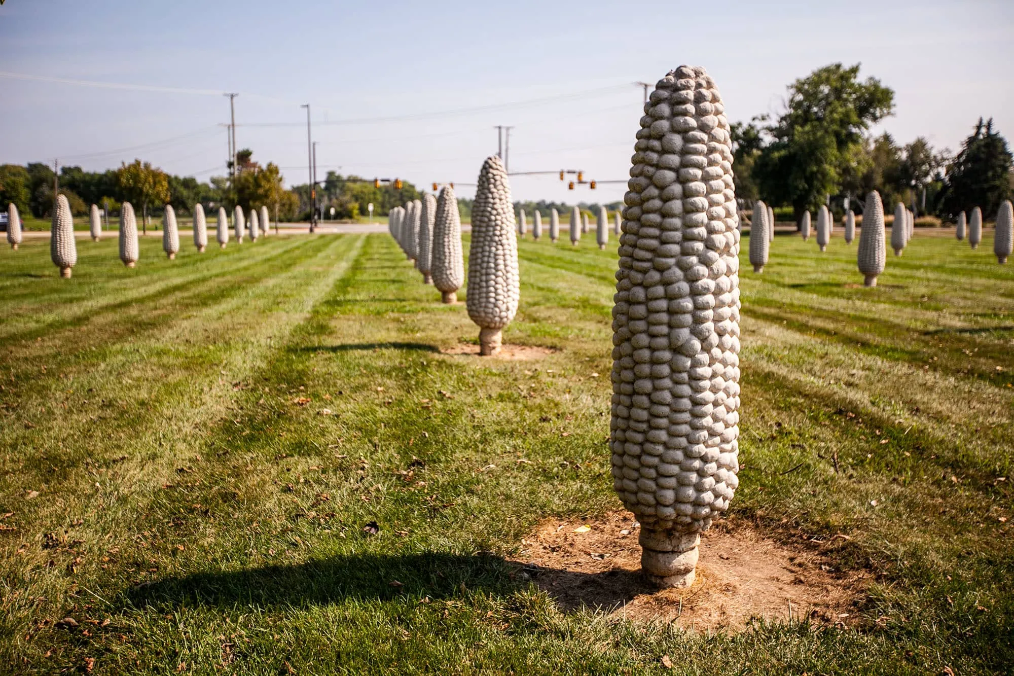 Field of Giant Corn Cobs in Dublin, Ohio
