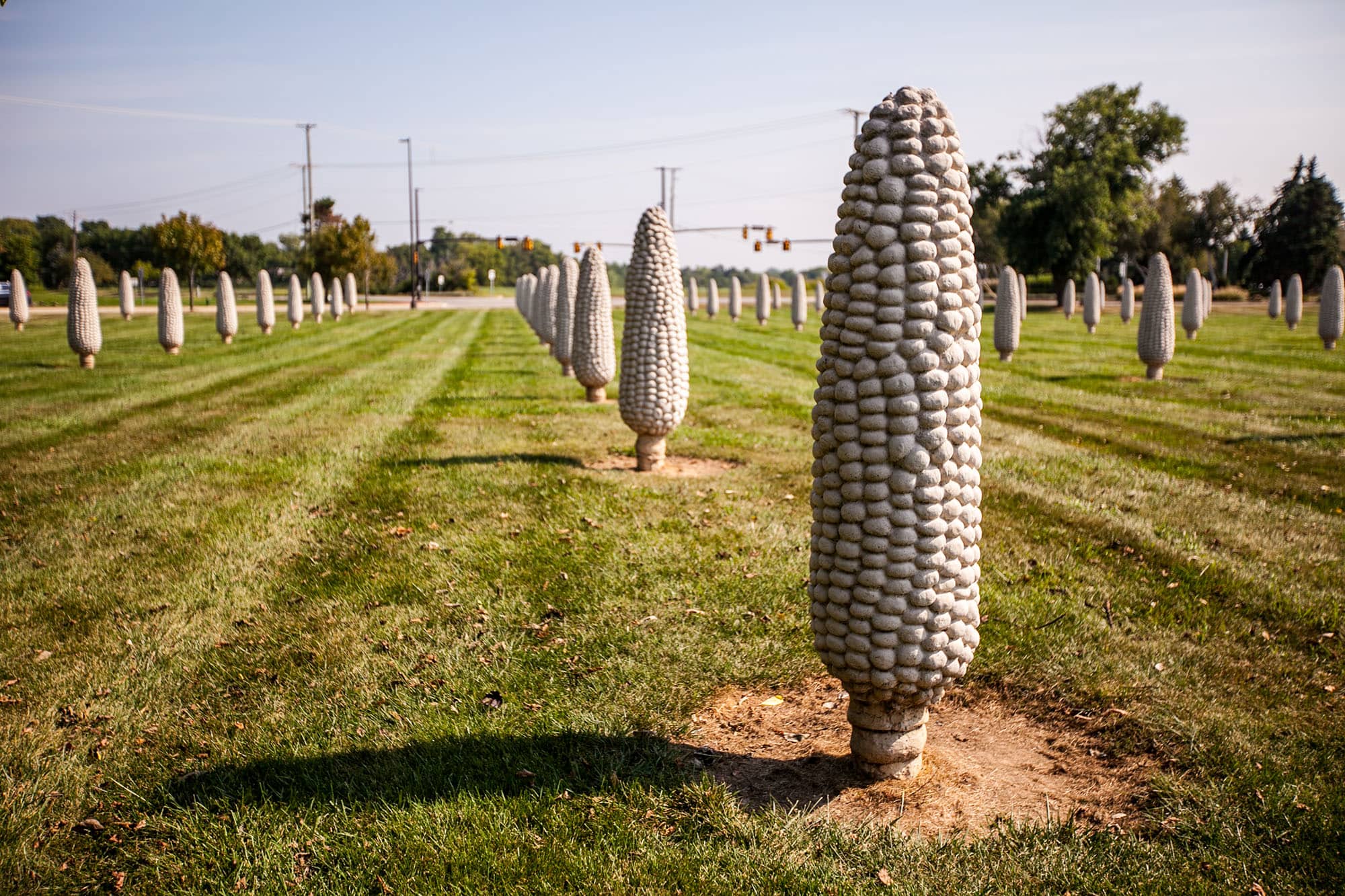 Field of Giant Corn Cobs in Dublin, Ohio