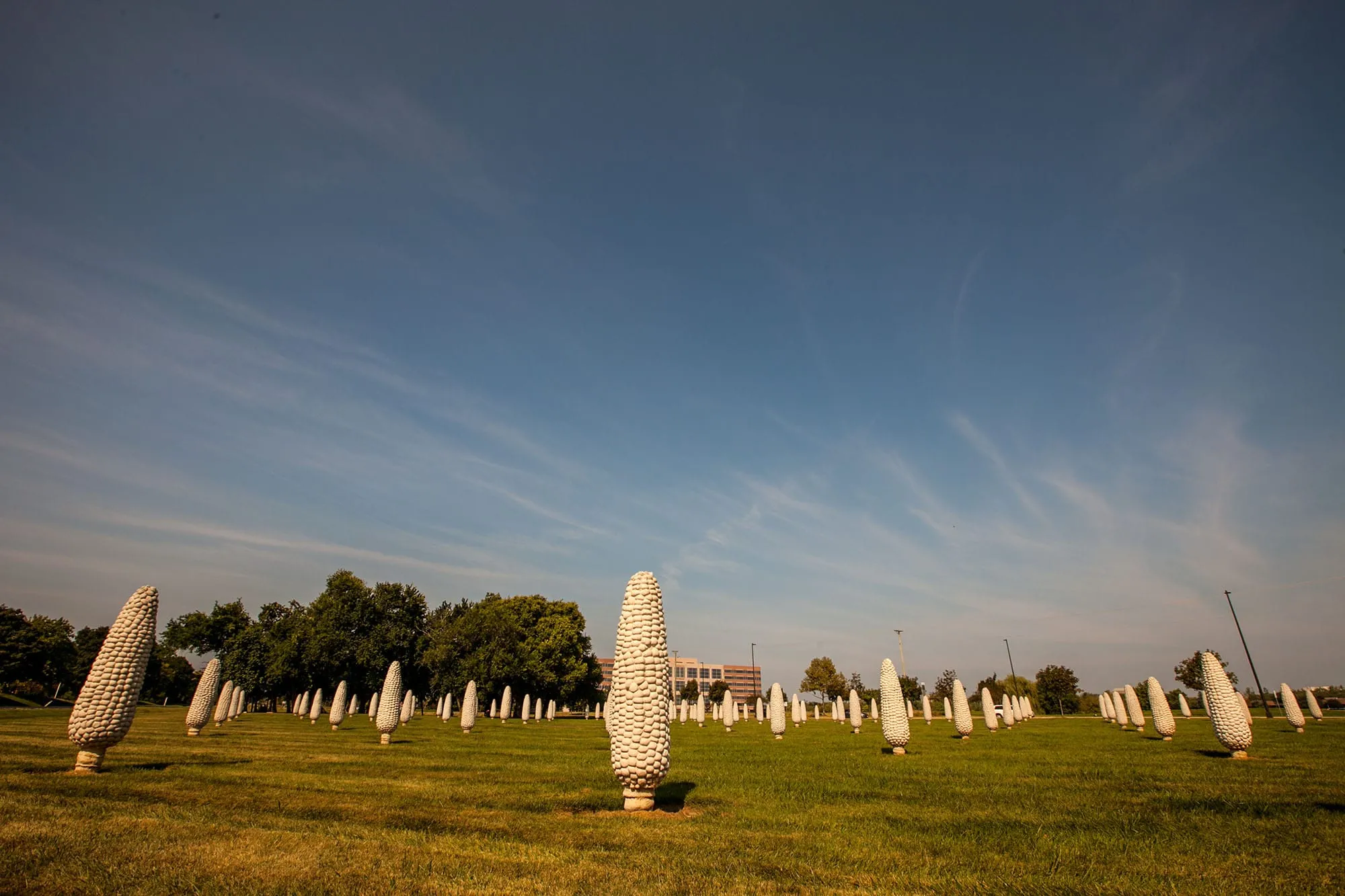 Field of Giant Corn Cobs in Dublin, Ohio