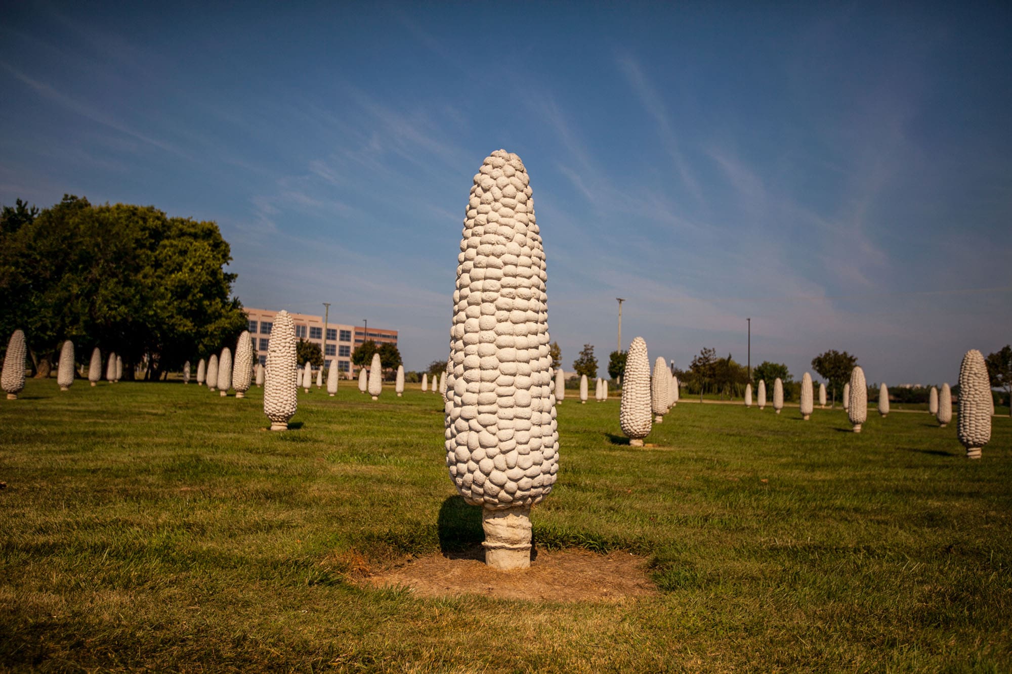 Field of Giant Corn Cobs in Dublin, Ohio