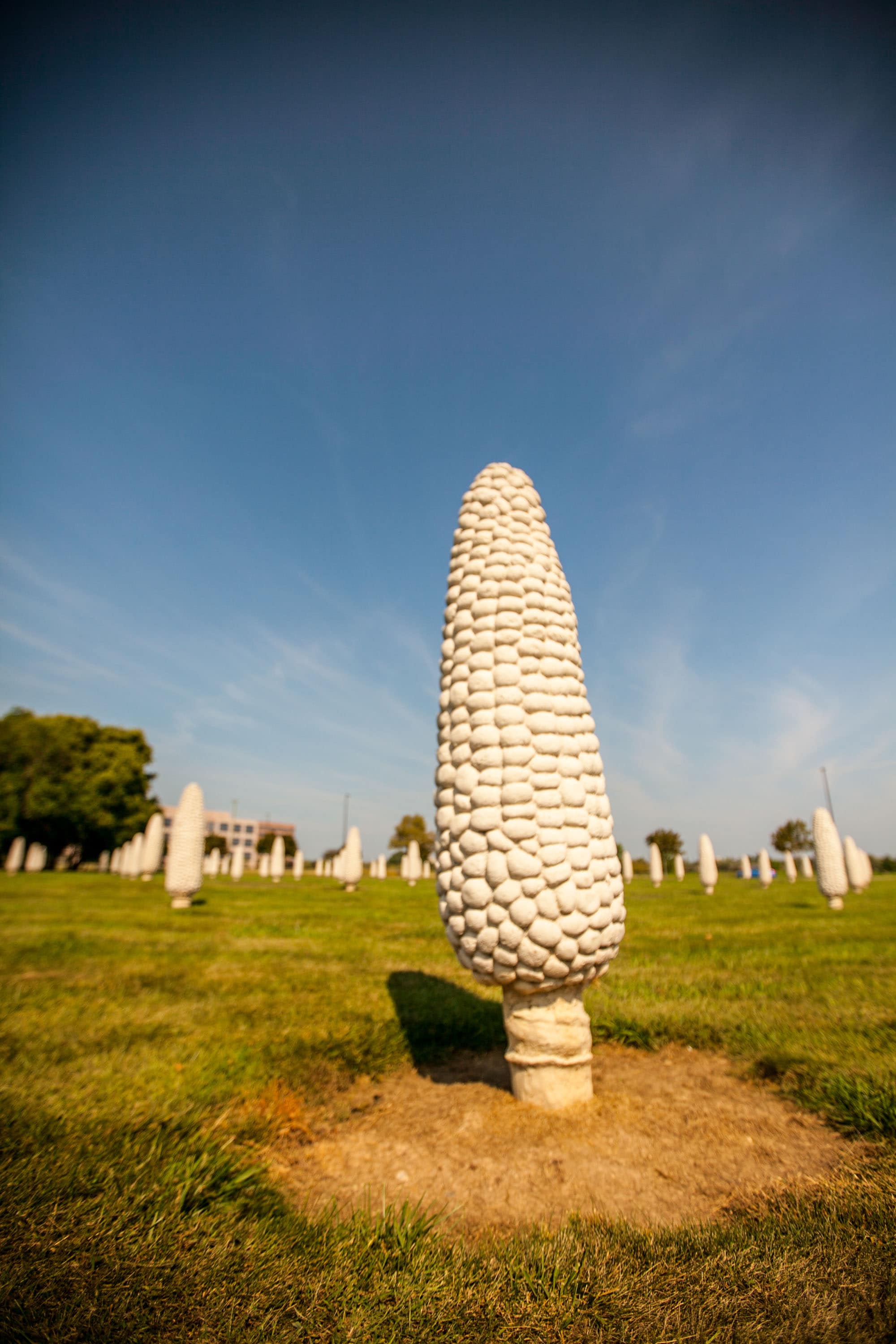 Field of Giant Corn Cobs in Dublin, Ohio