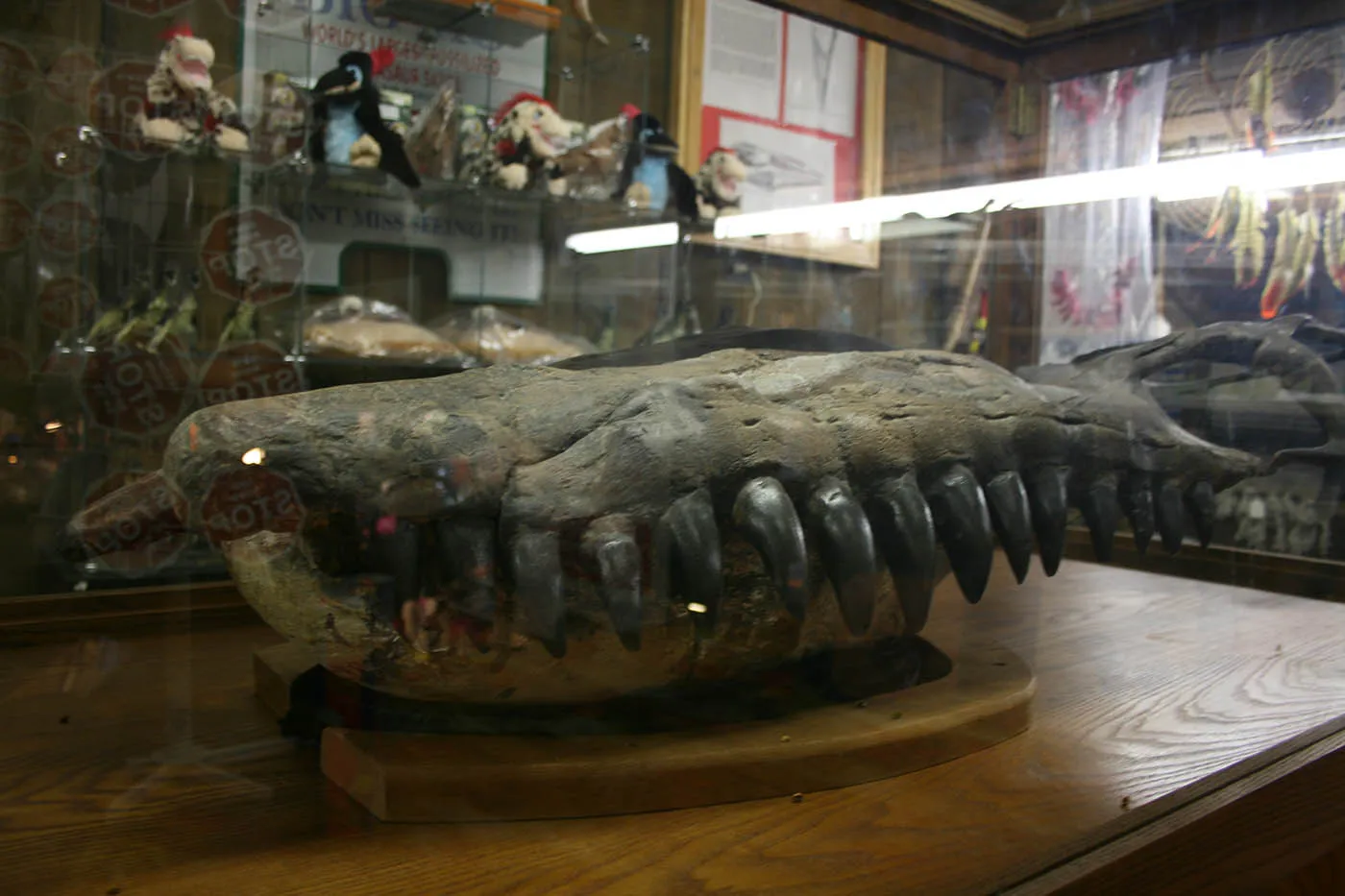 Big Mo mosasaur fossil at Big Mike's Mystery House in Cave City, Kentucky