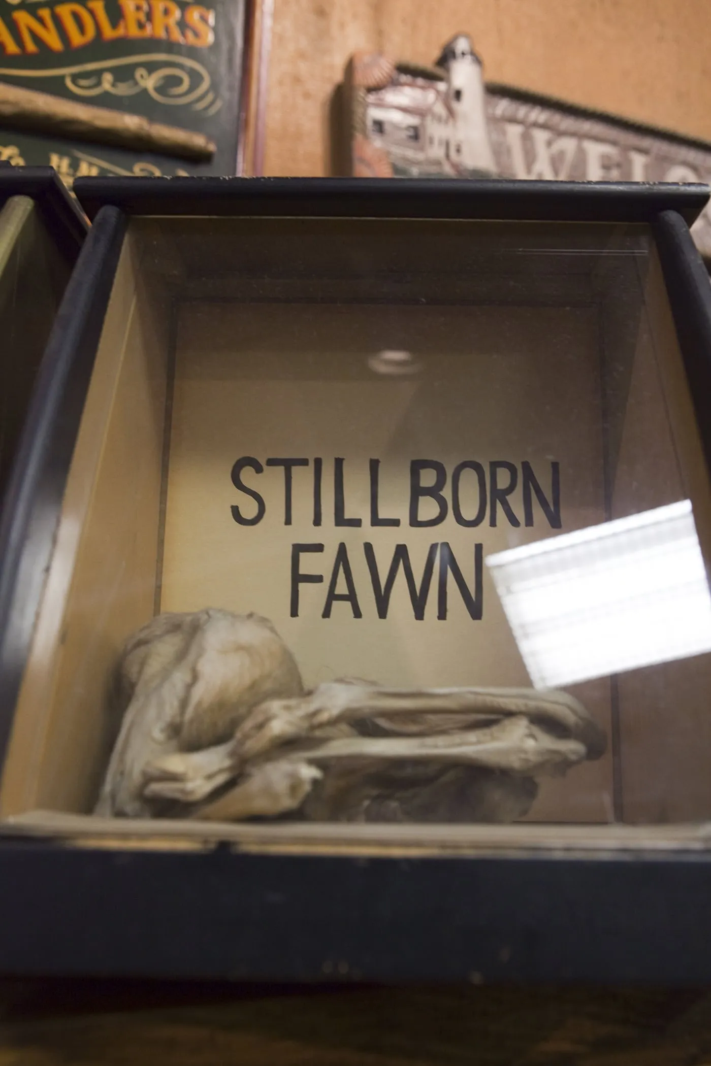 Stillborn Fawn at Ye Olde Curiosity Shoppe in Seattle, Washington