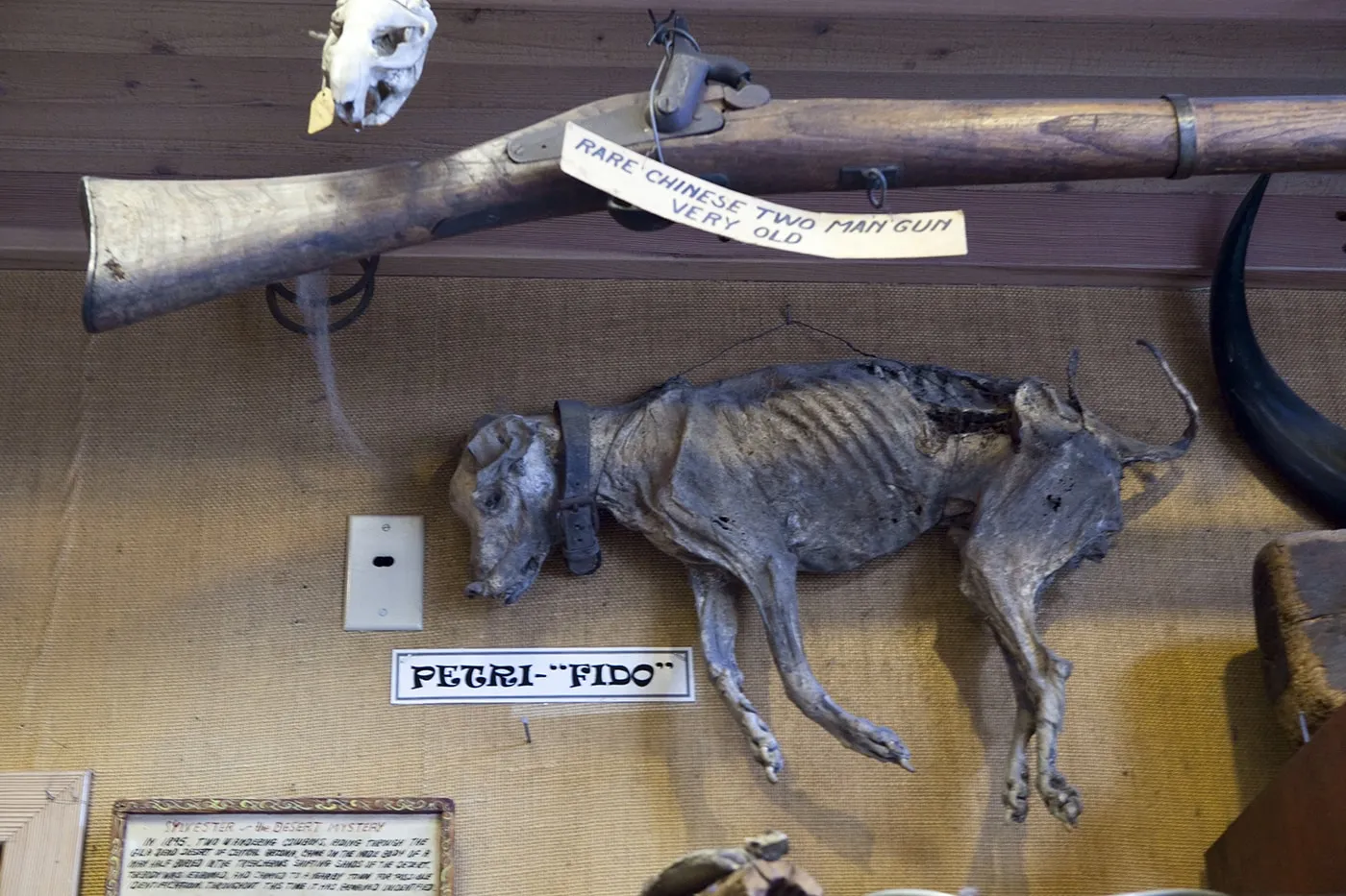 Petri-fido at Ye Olde Curiosity Shoppe in Seattle, Washington