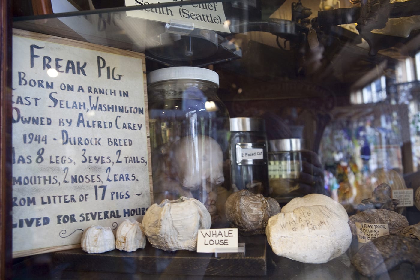 Freak pig at Ye Olde Curiosity Shoppe in Seattle, Washington