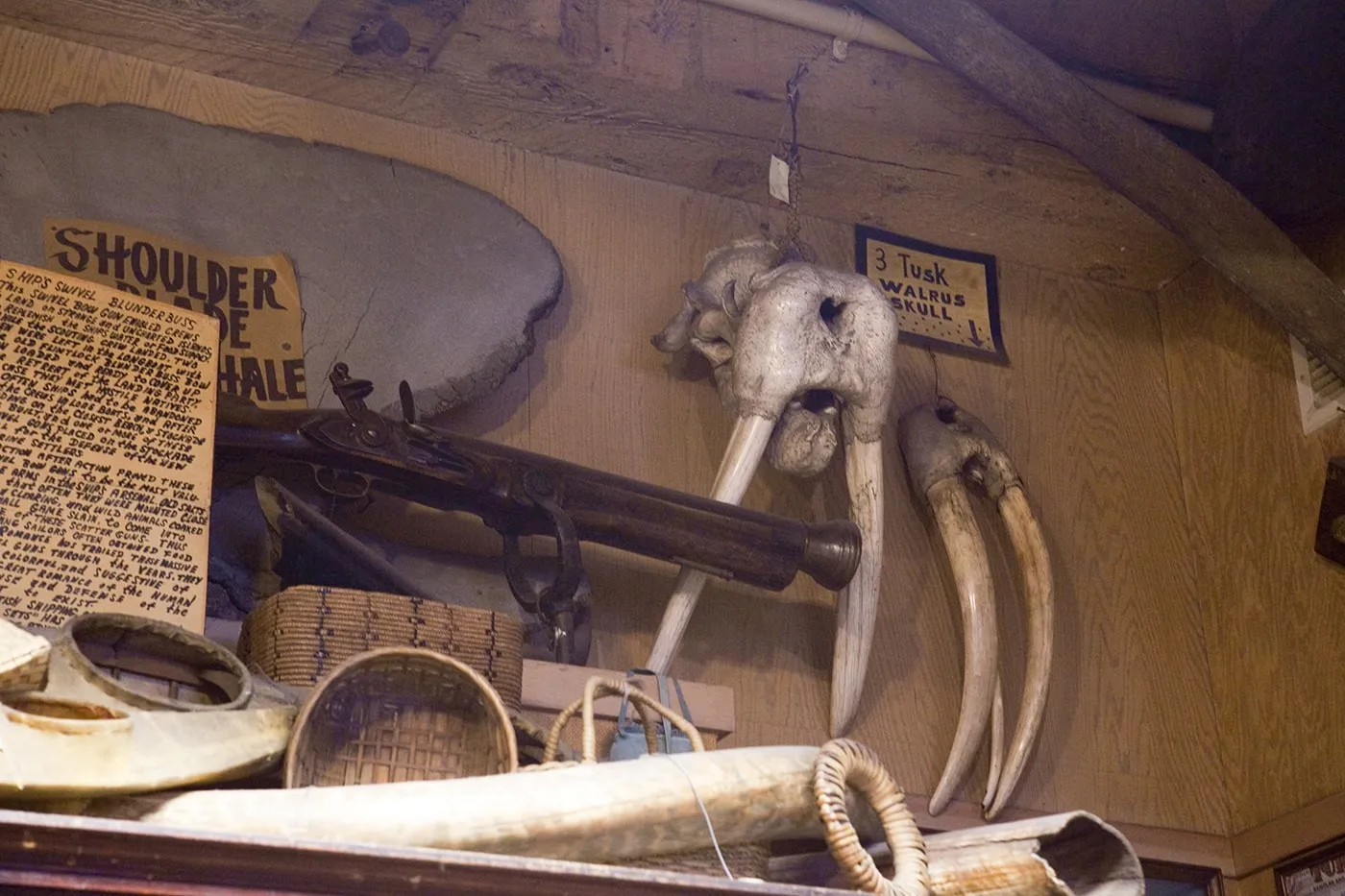 Walrus skull and tusk at Ye Olde Curiosity Shoppe in Seattle, Washington