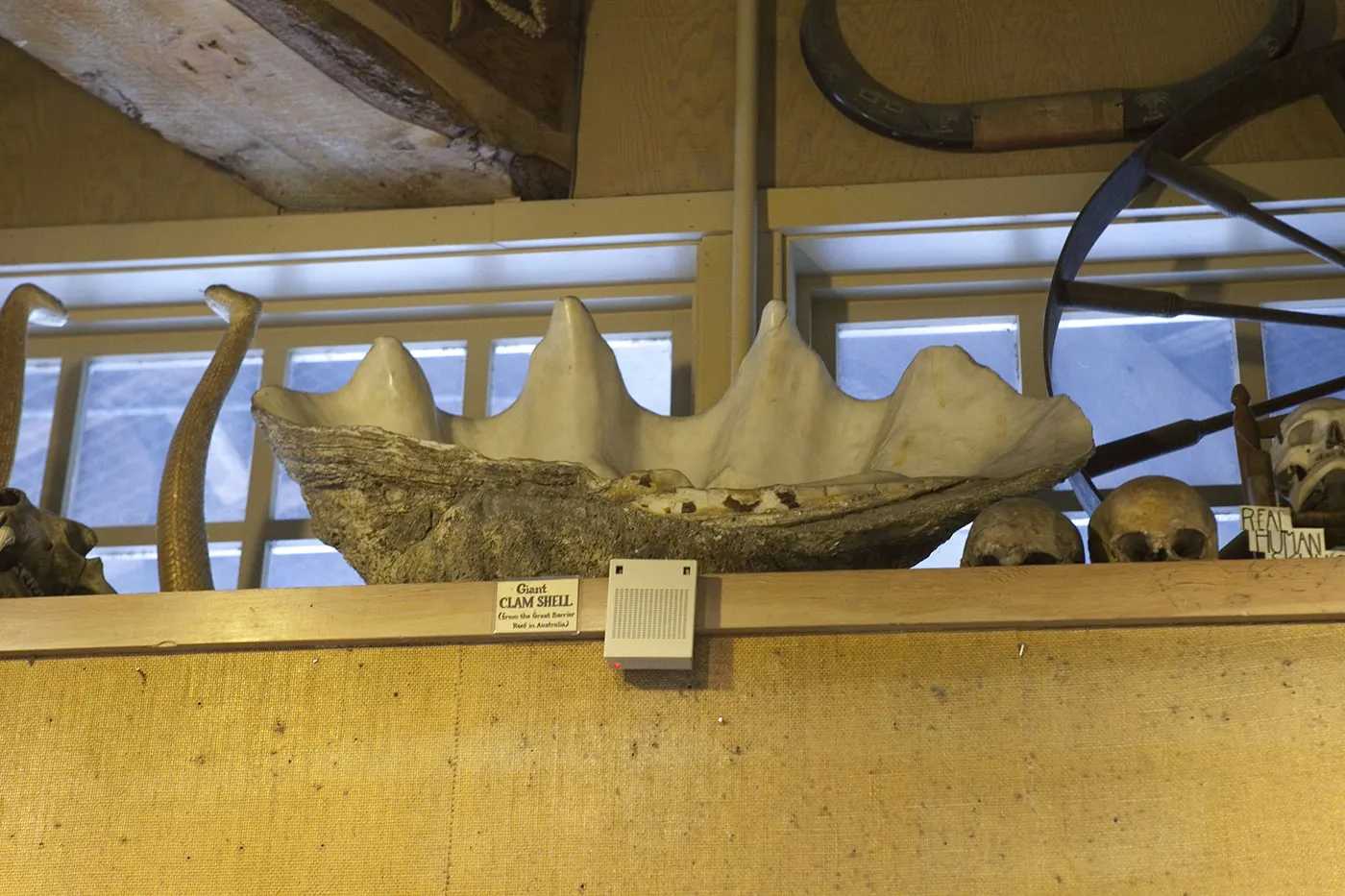 Giant clam shell at Ye Olde Curiosity Shoppe in Seattle, Washington