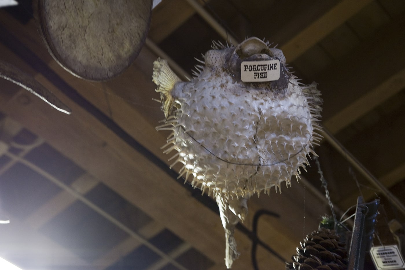 Porcupine Fish at Ye Olde Curiosity Shoppe in Seattle, Washington