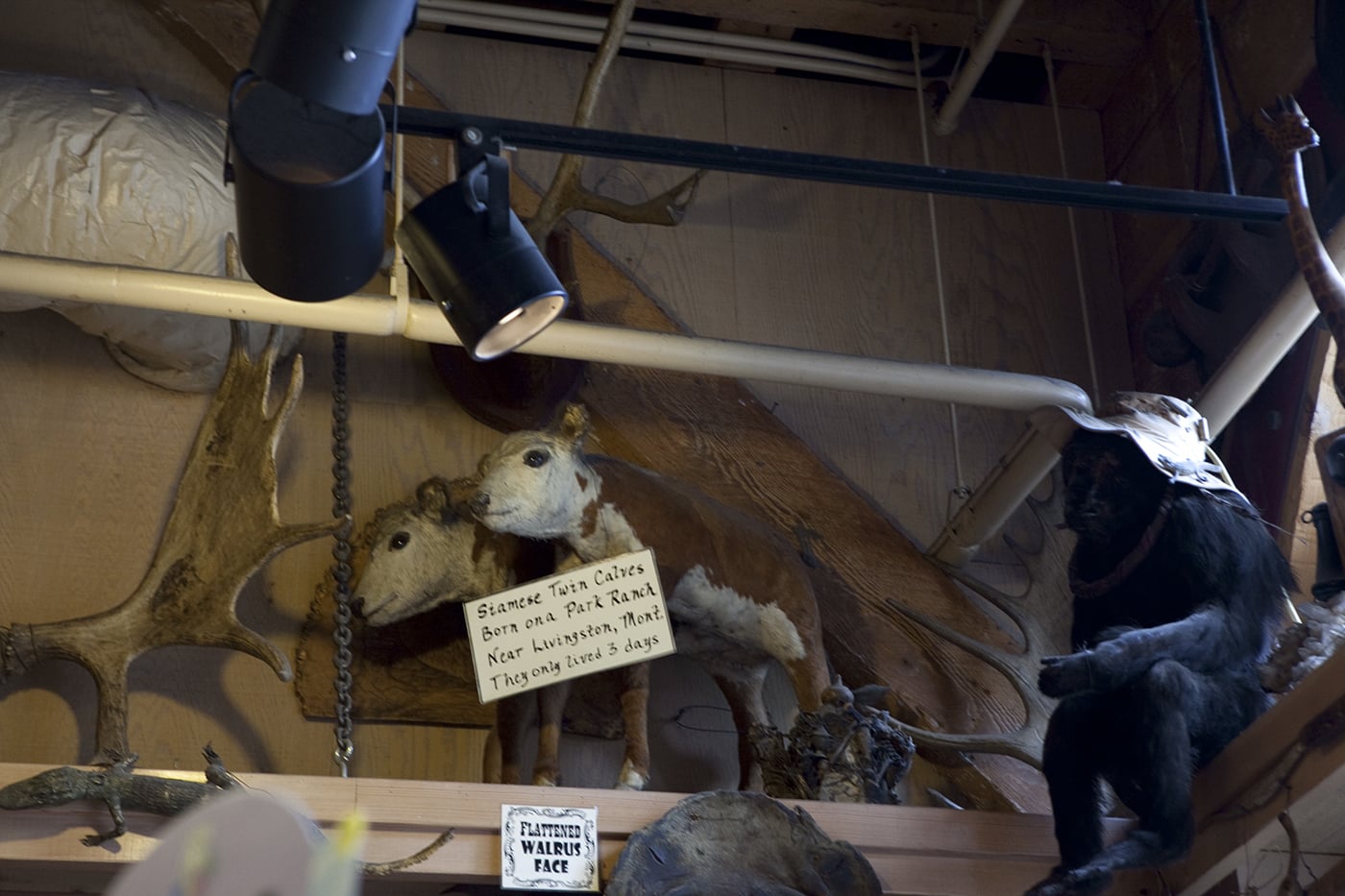 Siamese twin calves at Ye Olde Curiosity Shoppe in Seattle, Washington