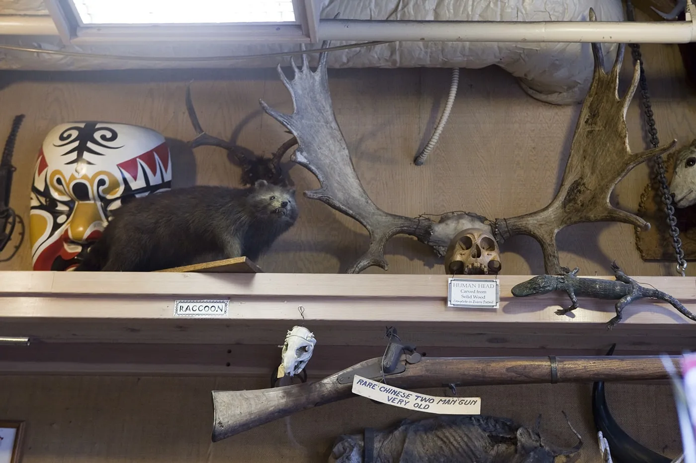 Racoon, human head, and rare Chinese two-man gun at Ye Olde Curiosity Shoppe in Seattle, Washington