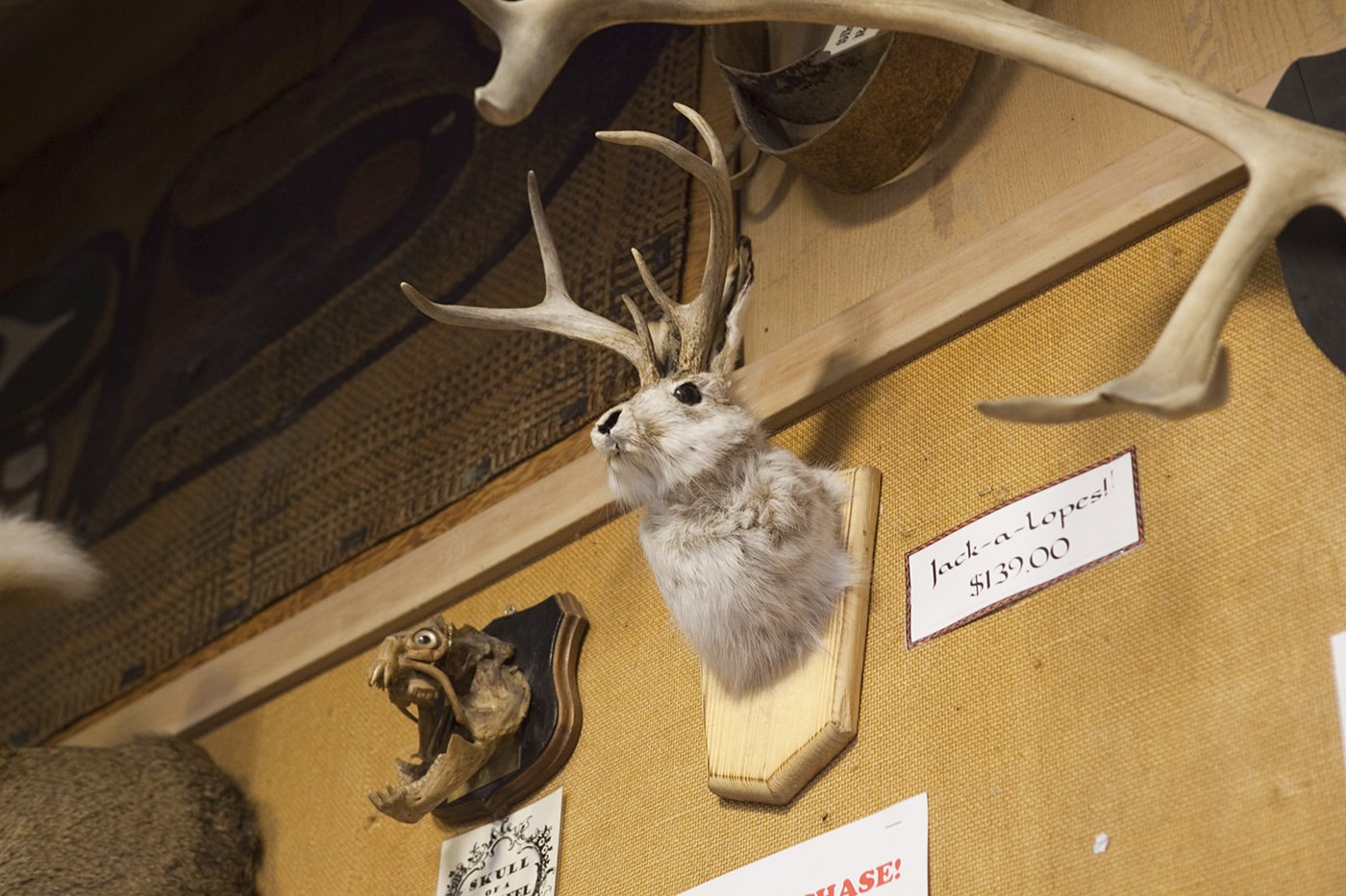 Jackalope at Ye Olde Curiosity Shoppe in Seattle, Washington