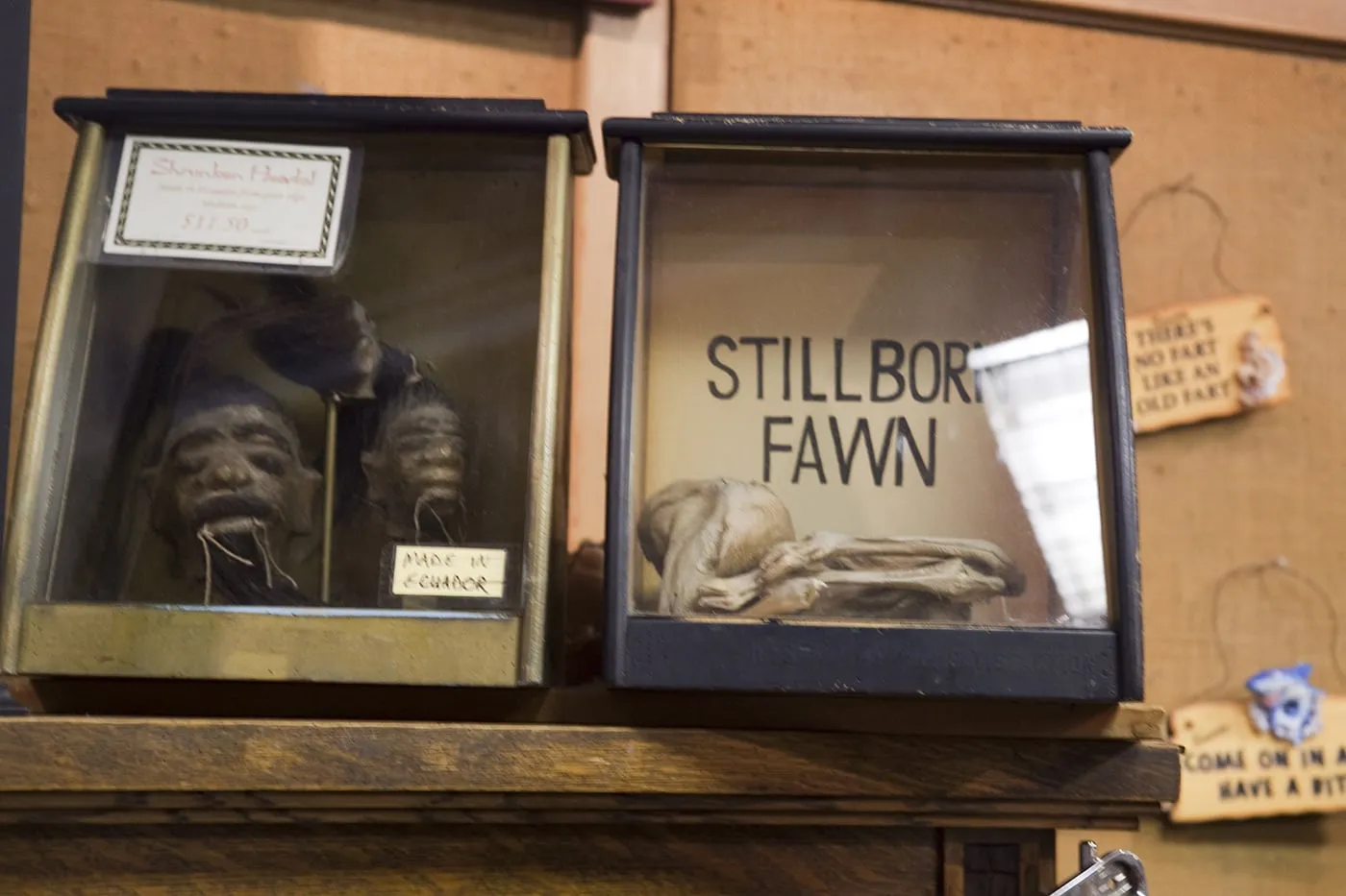 Stillborn fawn at Ye Olde Curiosity Shoppe in Seattle, Washington