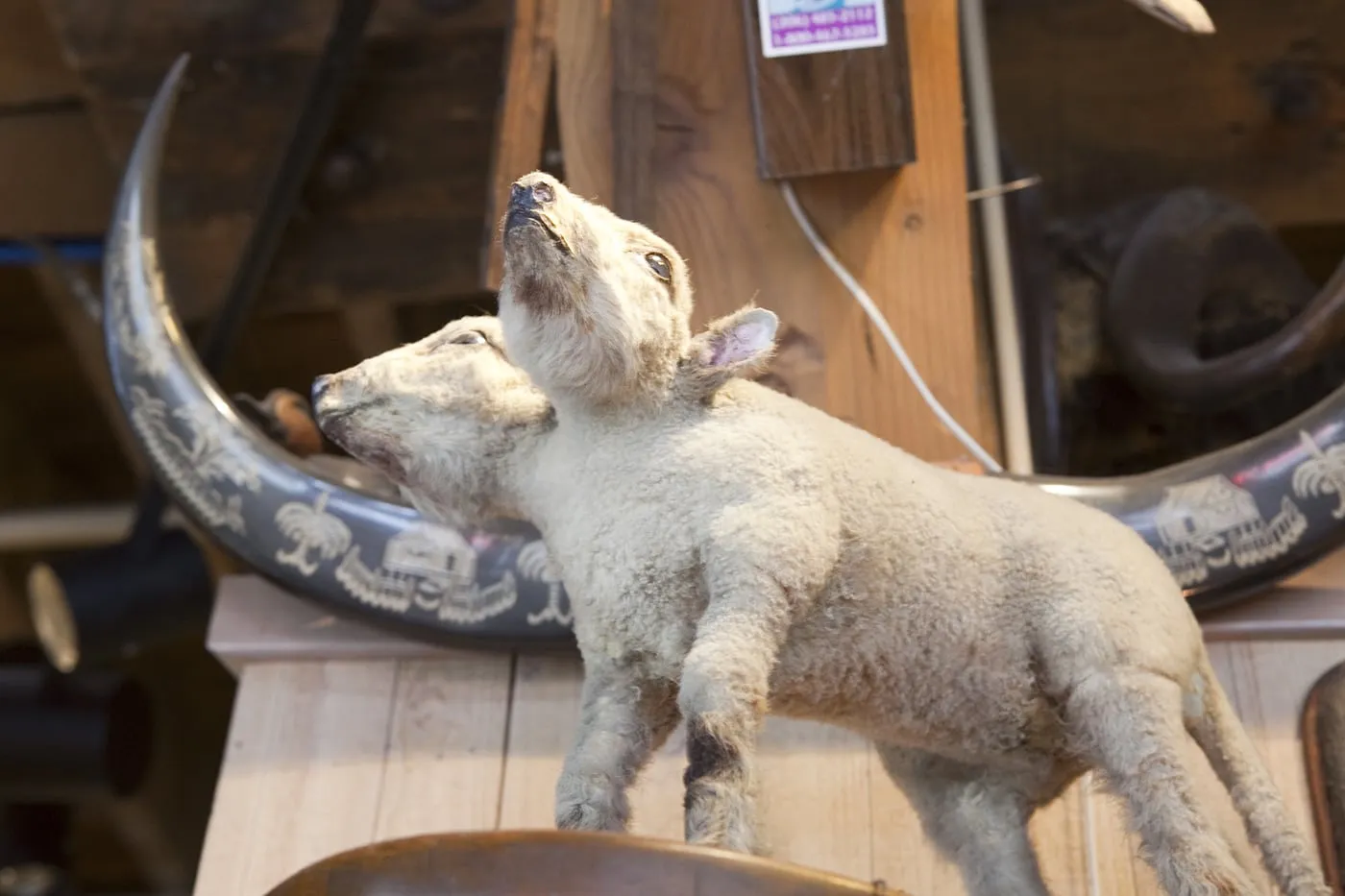Two-headed animal at Ye Olde Curiosity Shoppe in Seattle, Washington
