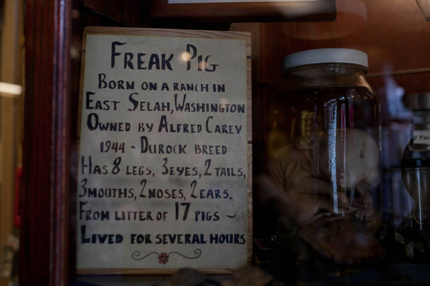 Freak Pig at Ye Olde Curiosity Shoppe in Seattle, Washington