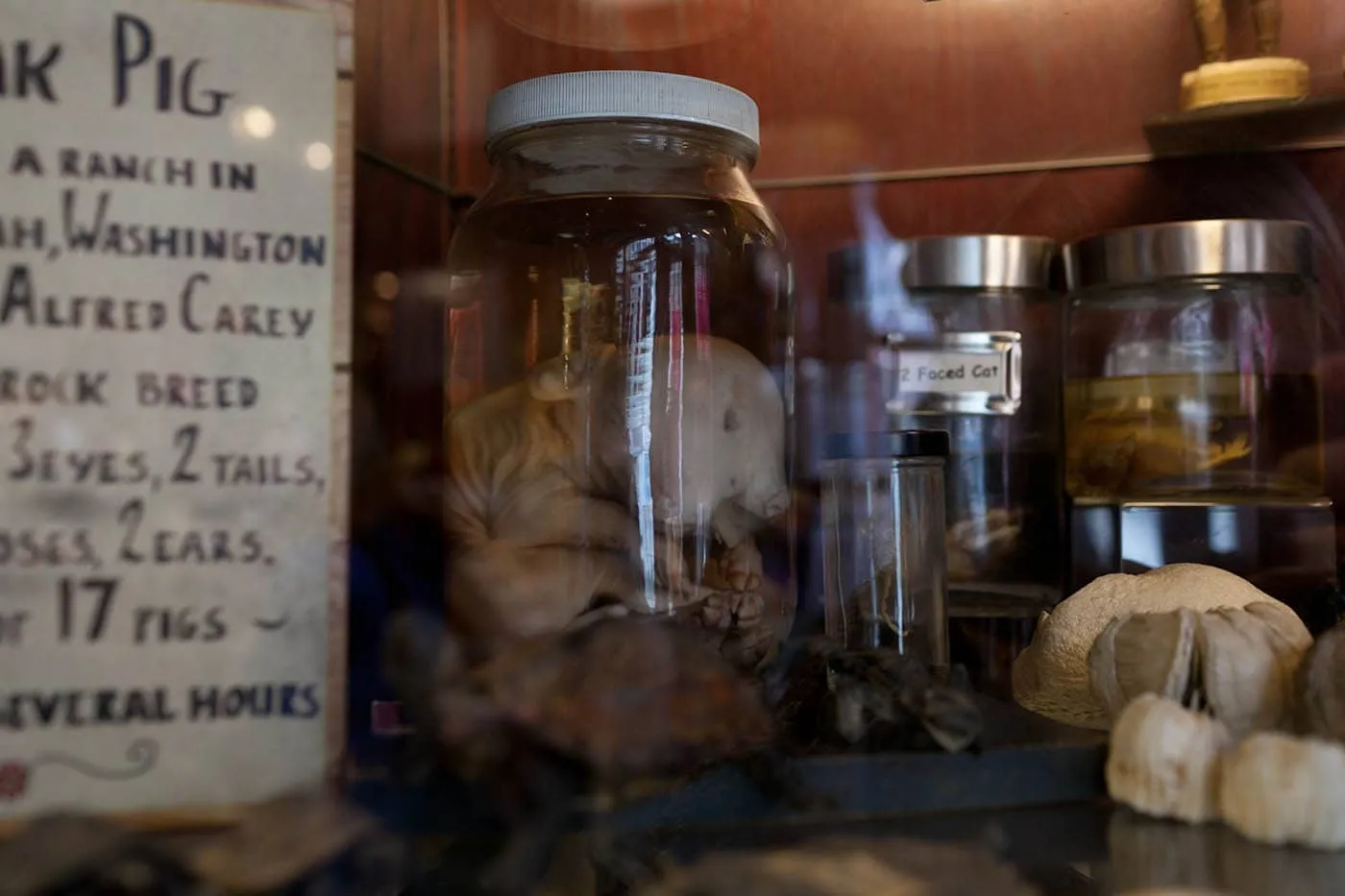 Freak Pig at Ye Olde Curiosity Shoppe in Seattle, Washington