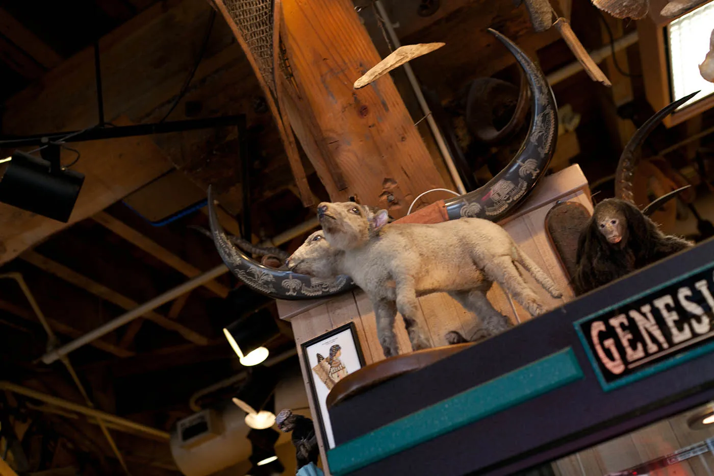 Two-headed animal at Ye Olde Curiosity Shoppe in Seattle, Washington
