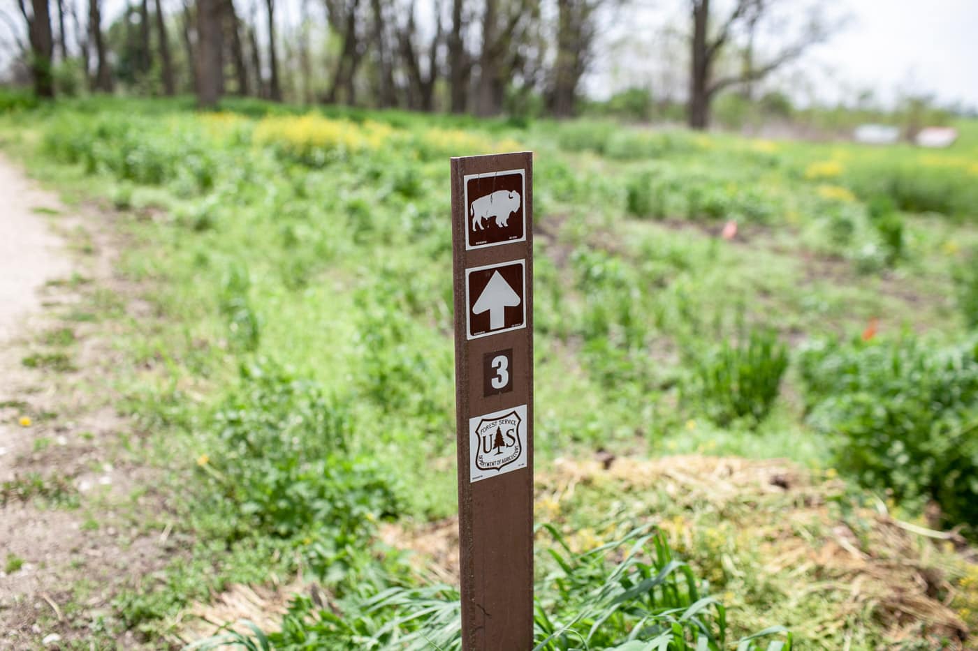 Midewin National Tallgrass Prairie in Wilmington, Illinois. See Bison in Illinois.