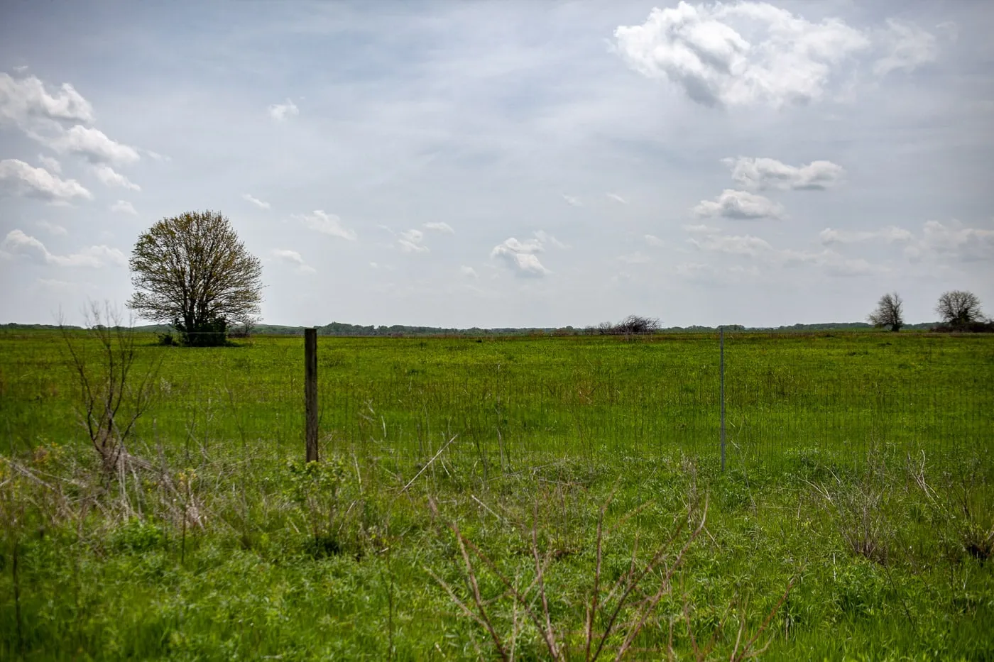 Midewin National Tallgrass Prairie in Wilmington, Illinois. See Bison in Illinois.