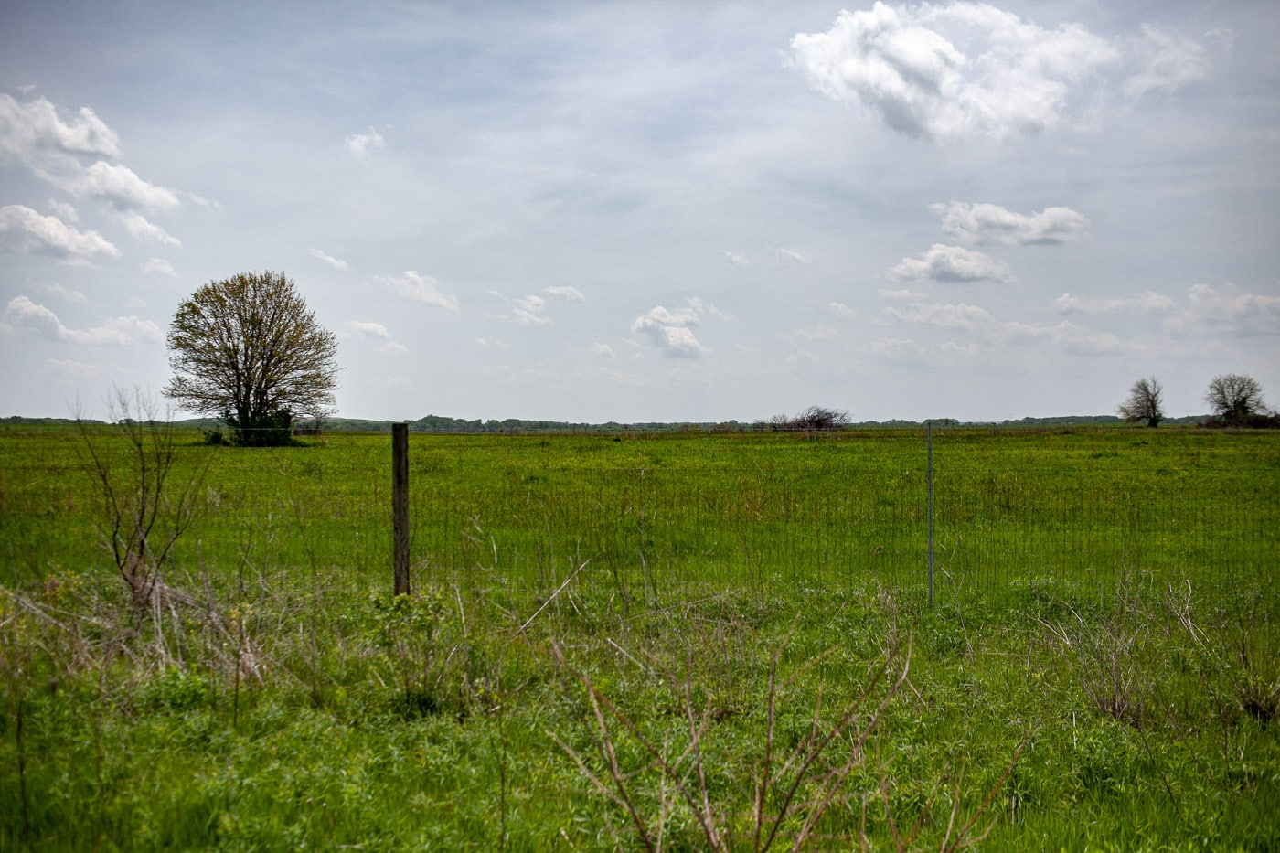 Midewin National Tallgrass Prairie in Wilmington, Illinois. See Bison in Illinois.