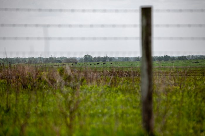 Bison in a field at Midewin National Tallgrass Prairie in Wilmington, Illinois. See Bison in Illinois.