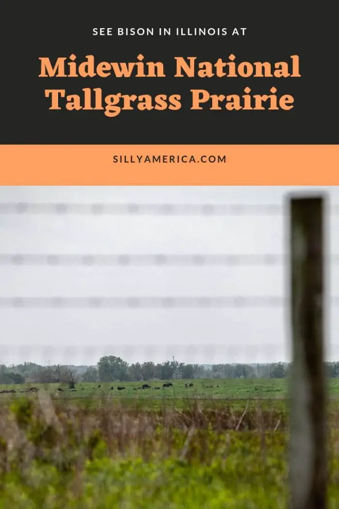 Midewin National Tallgrass Prairie in Wilmington, Illinois. See Bison in Illinois.