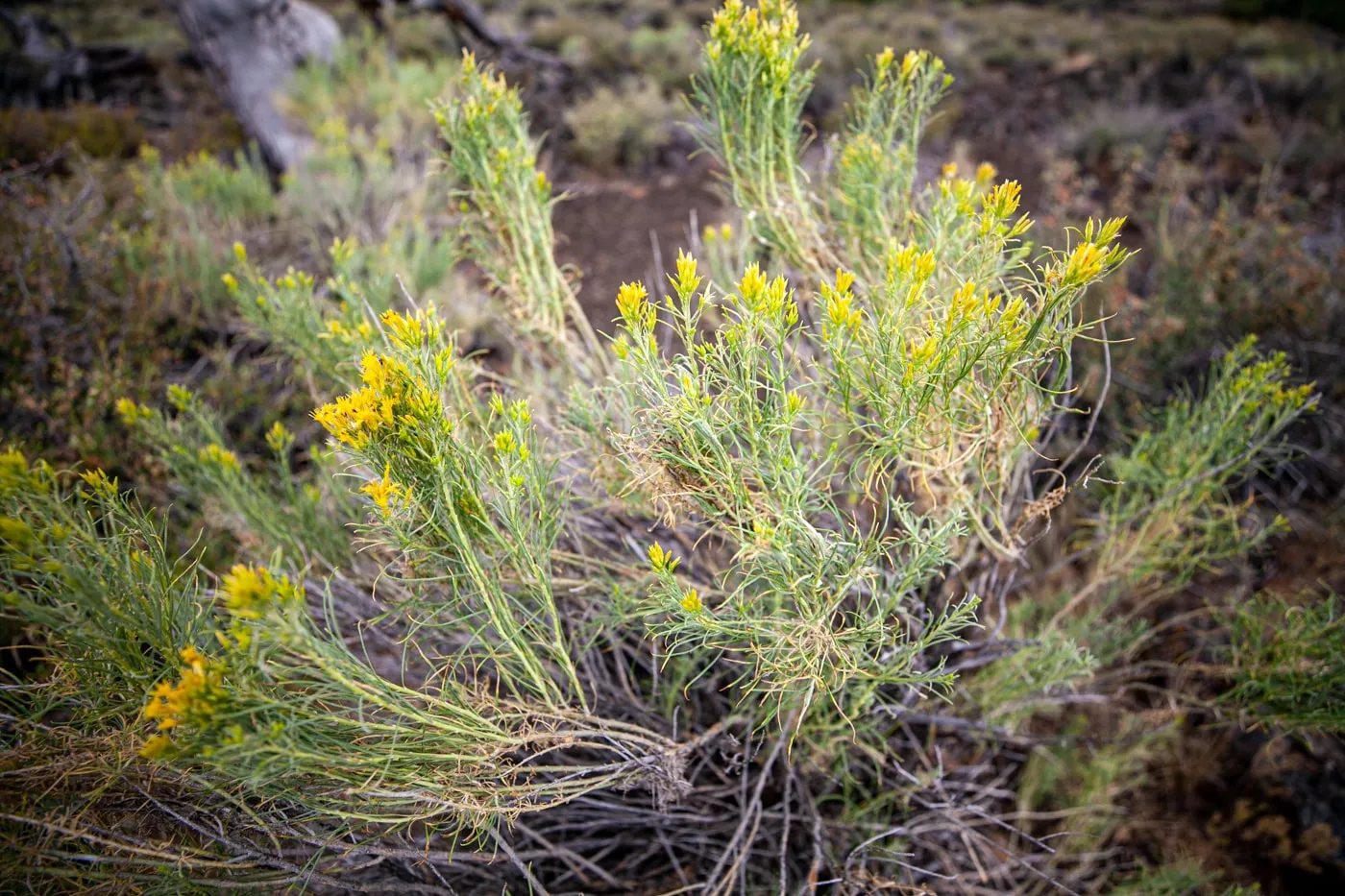 Craters of the Moon National Monument & Preserve in Idaho | Idaho Road Trip Stops