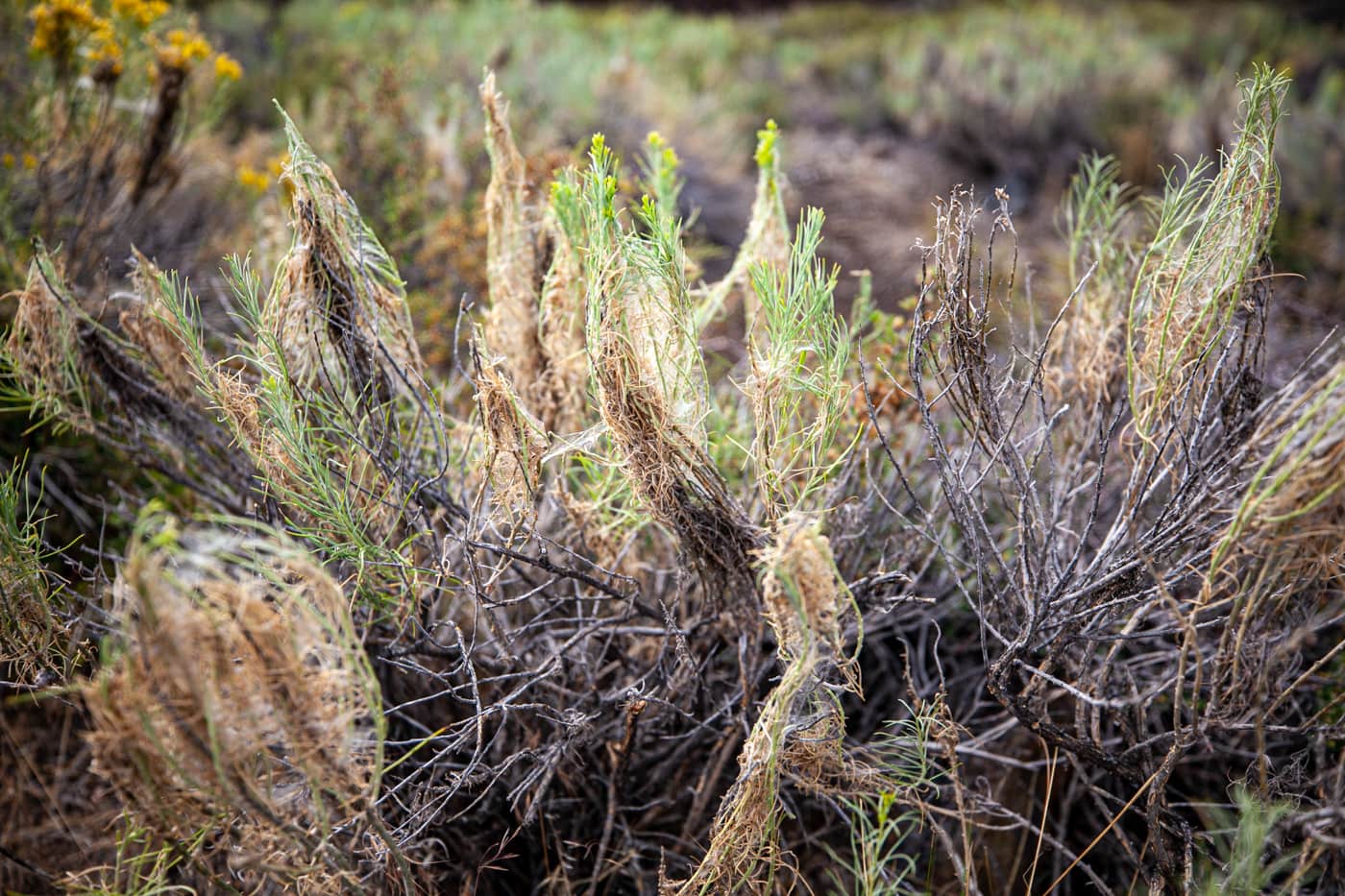 Craters of the Moon National Monument & Preserve in Idaho | Idaho Road Trip Stops