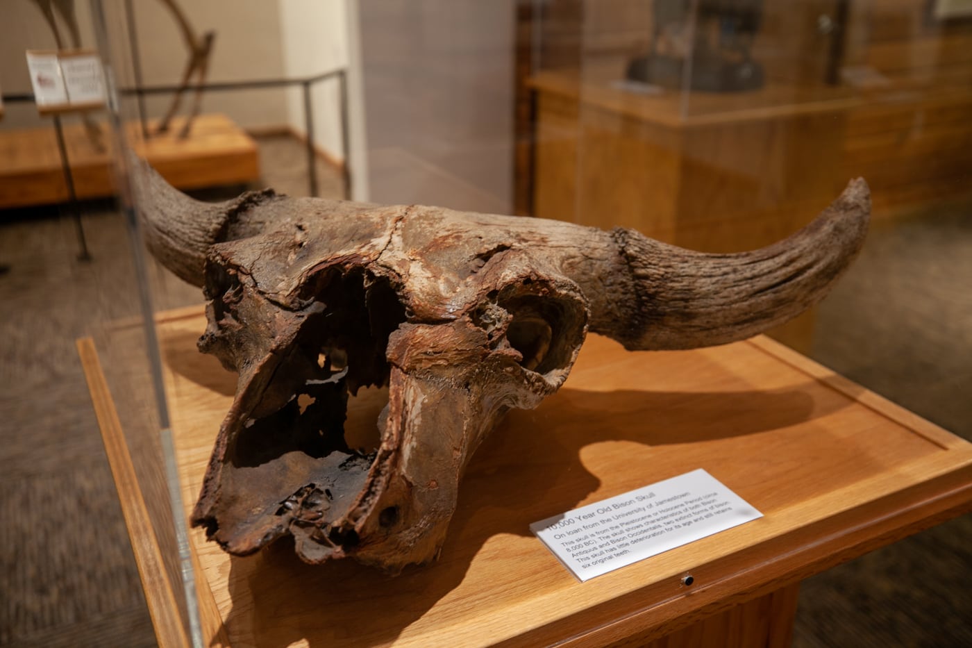 National Buffalo Museum in Jamestown, North Dakota