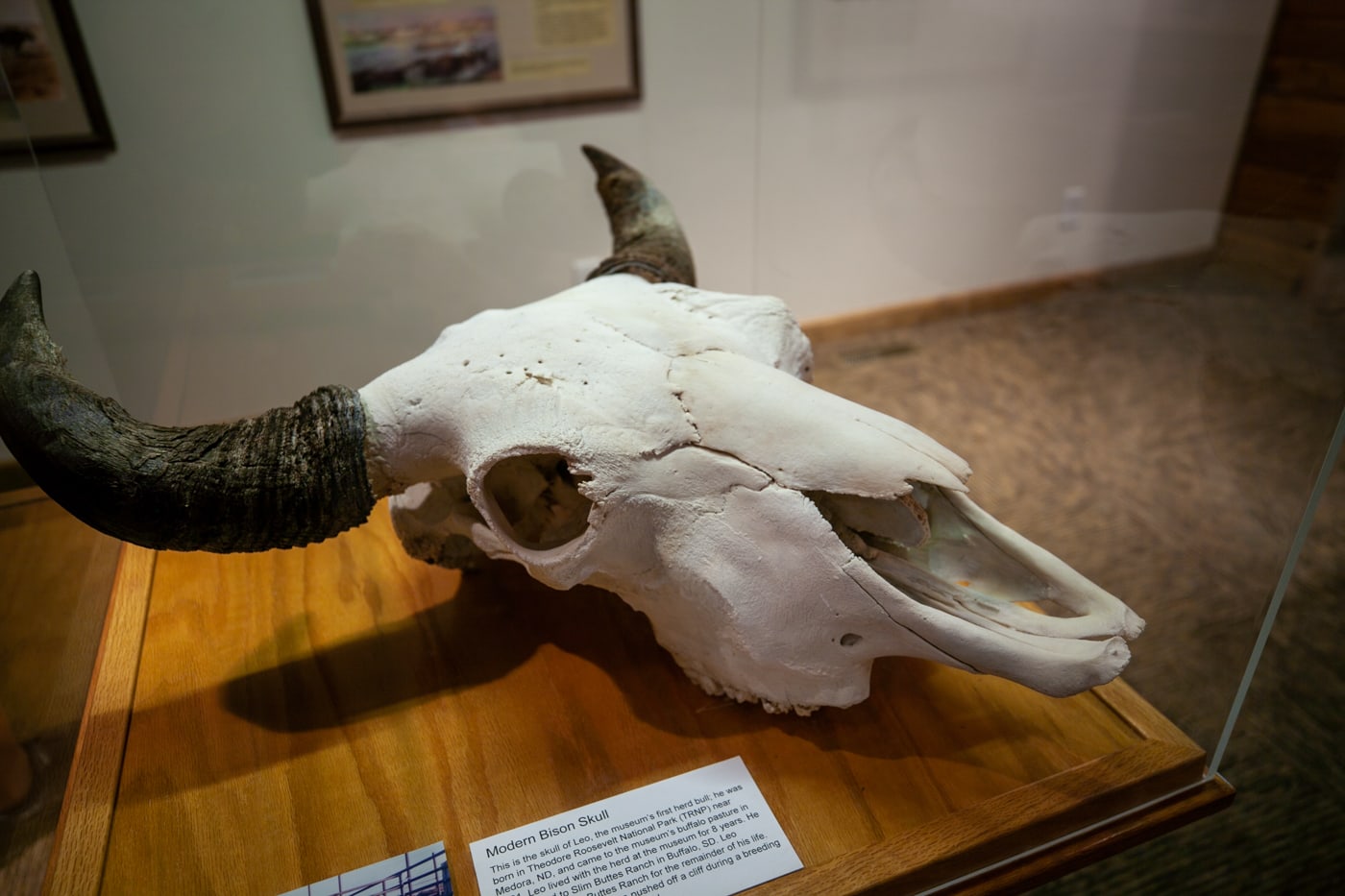 National Buffalo Museum in Jamestown, North Dakota