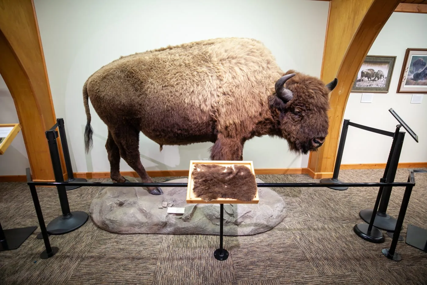 National Buffalo Museum in Jamestown, North Dakota