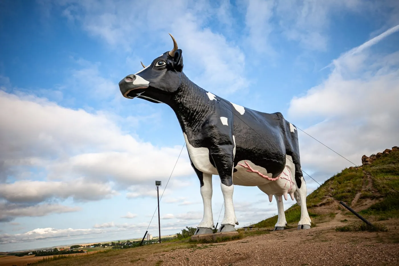 world-s-largest-cow-ever-recorded-all-about-cow-photos