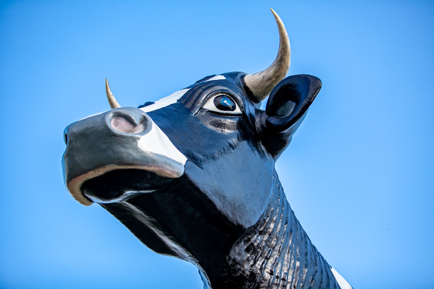 Salem Sue: The World's Largest Holstein Cow in New Salem, North Dakota | North Dakota Roadside Attractions