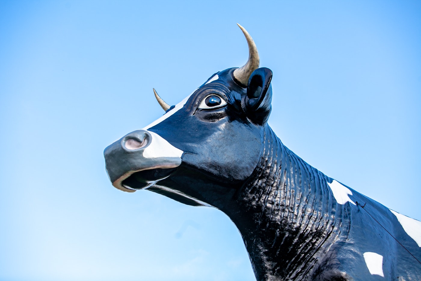 Salem Sue: The World's Largest Holstein Cow in New Salem, North Dakota | North Dakota Roadside Attractions