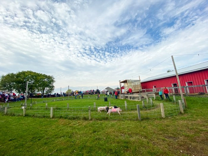 Pig races at Richardson Adventure Farm in Spring Grove, Illinois.