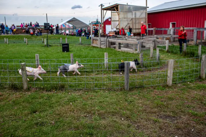 Pig races at Richardson Adventure Farm in Spring Grove, Illinois.