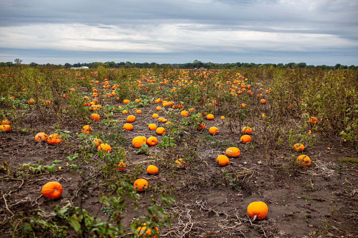 Pick your own pumpkin patch at Richardson Adventure Farm in Spring Grove, Illinois.