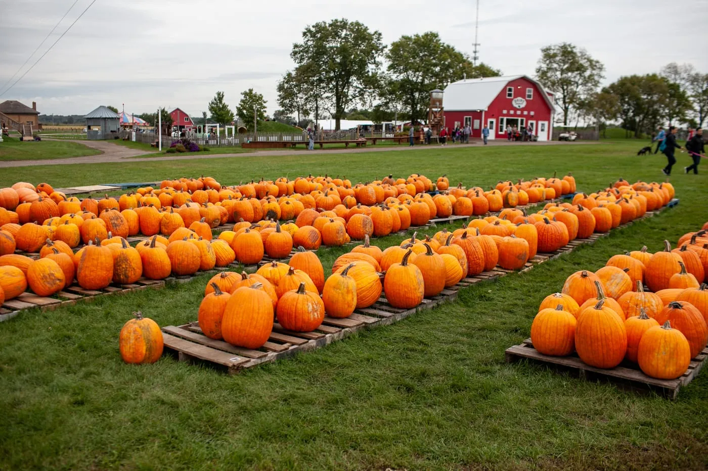 Pumpkin patch at Richardson Adventure Farm in Spring Grove, Illinois.
