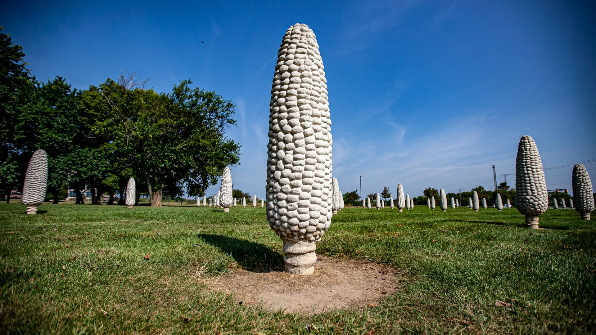 Field of Giant Corn - Roadside Attraction Zoom Background Images for video conferencing backdrops.