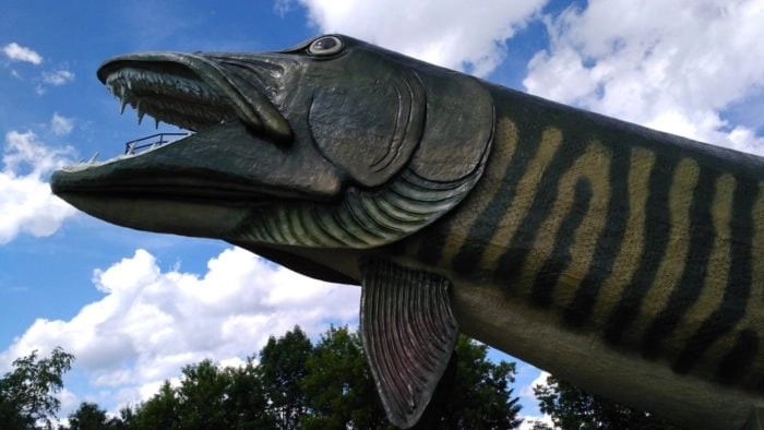 Best Roadside Attractions - World's Largest Fish at the National Freshwater Fishing Hall of Fame in Hayward, Wisconsin