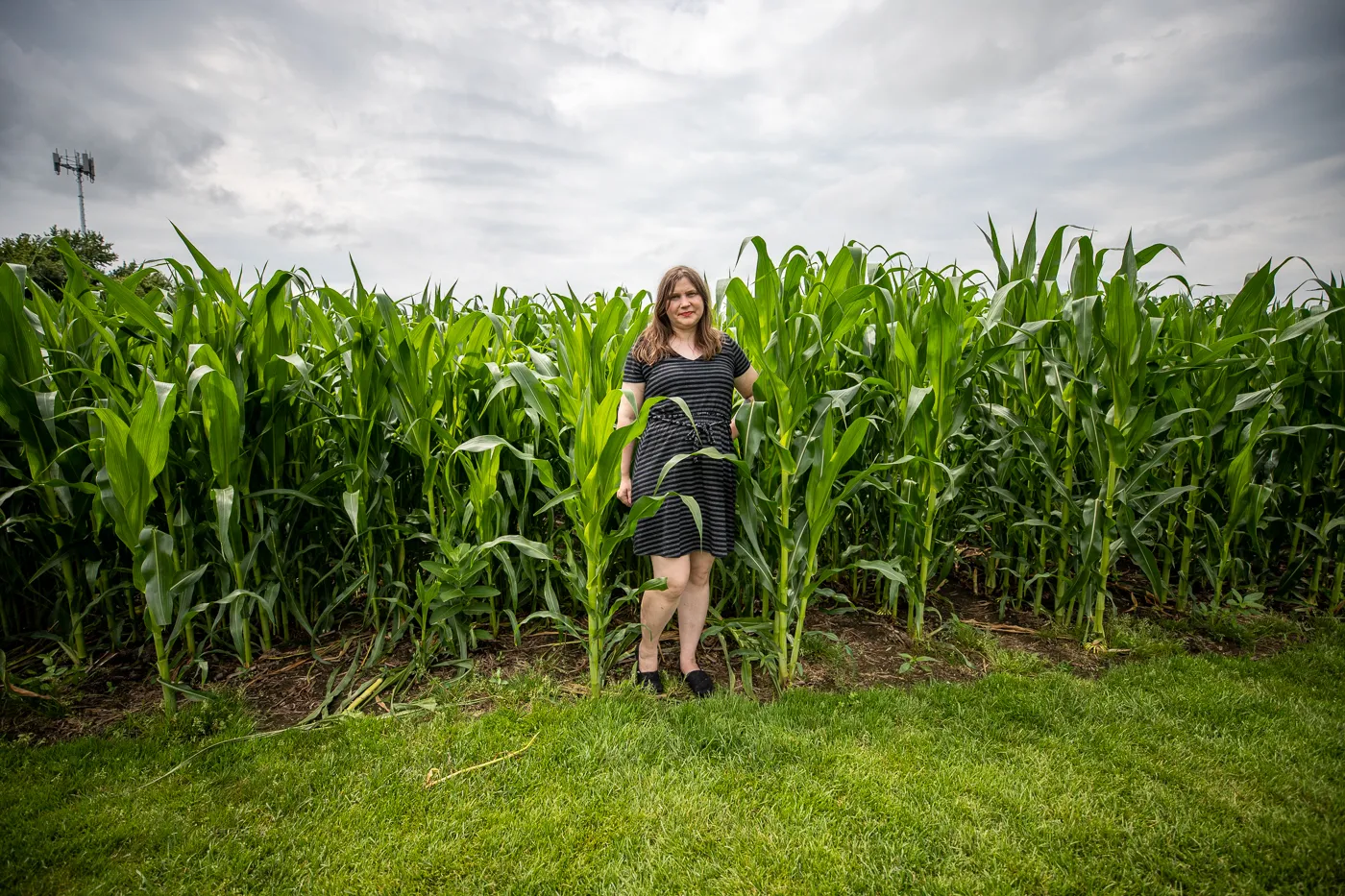 Corn field at the Field of Dreams Movie Site in Dyersville, Iowa