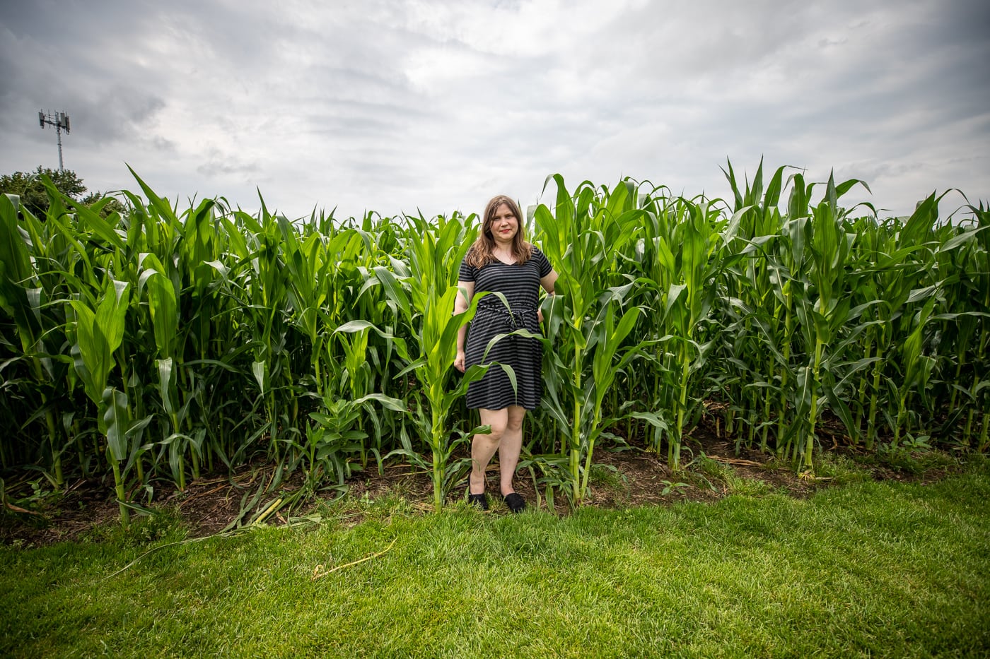 Tasseling Corn at Field of Dreams Movie Site, near Dyersvil…