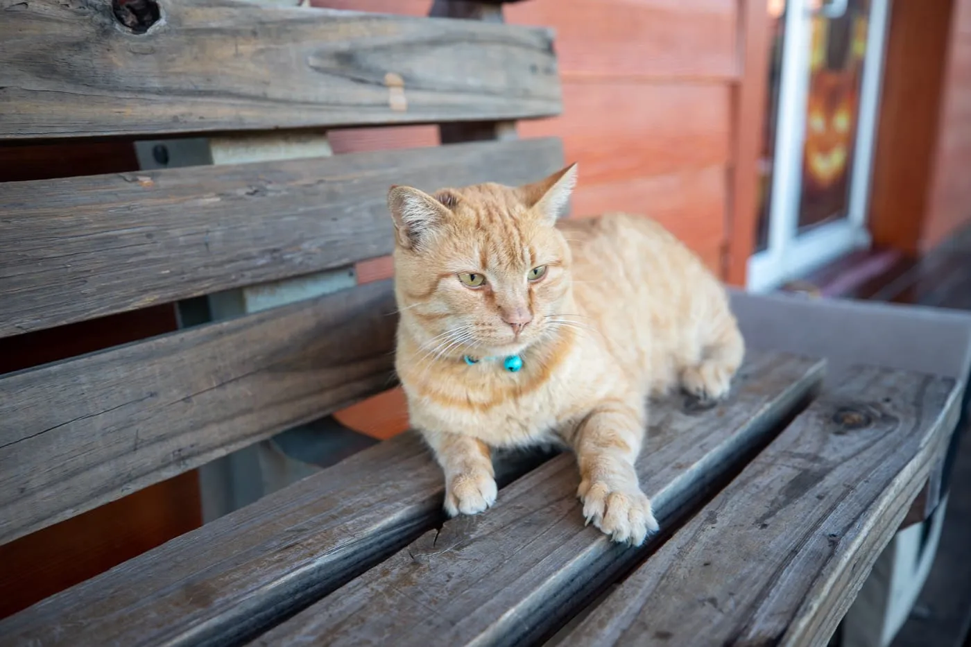 Johnson the cat at Uranus, Missouri and the Uranus Fudge Factory and General Store - Route 66 Roadside Attraction